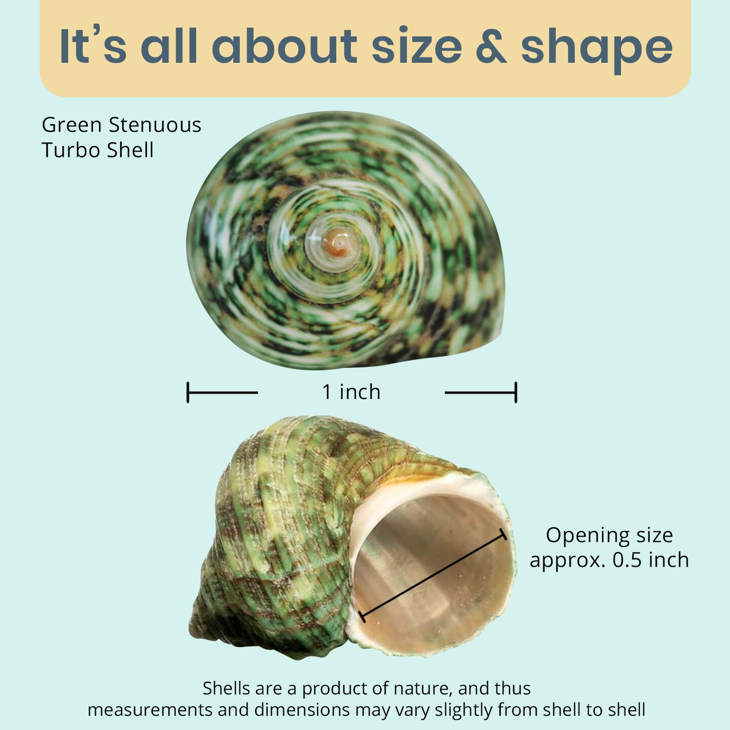 貝殻 Hermit Crab Shells .75