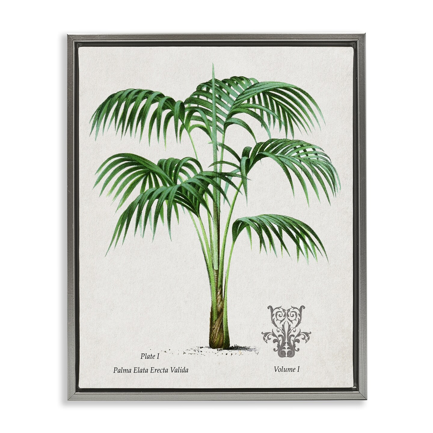 Stupell Industries Vintage Palm Illustration Floating Frame, design by Val Rhodes