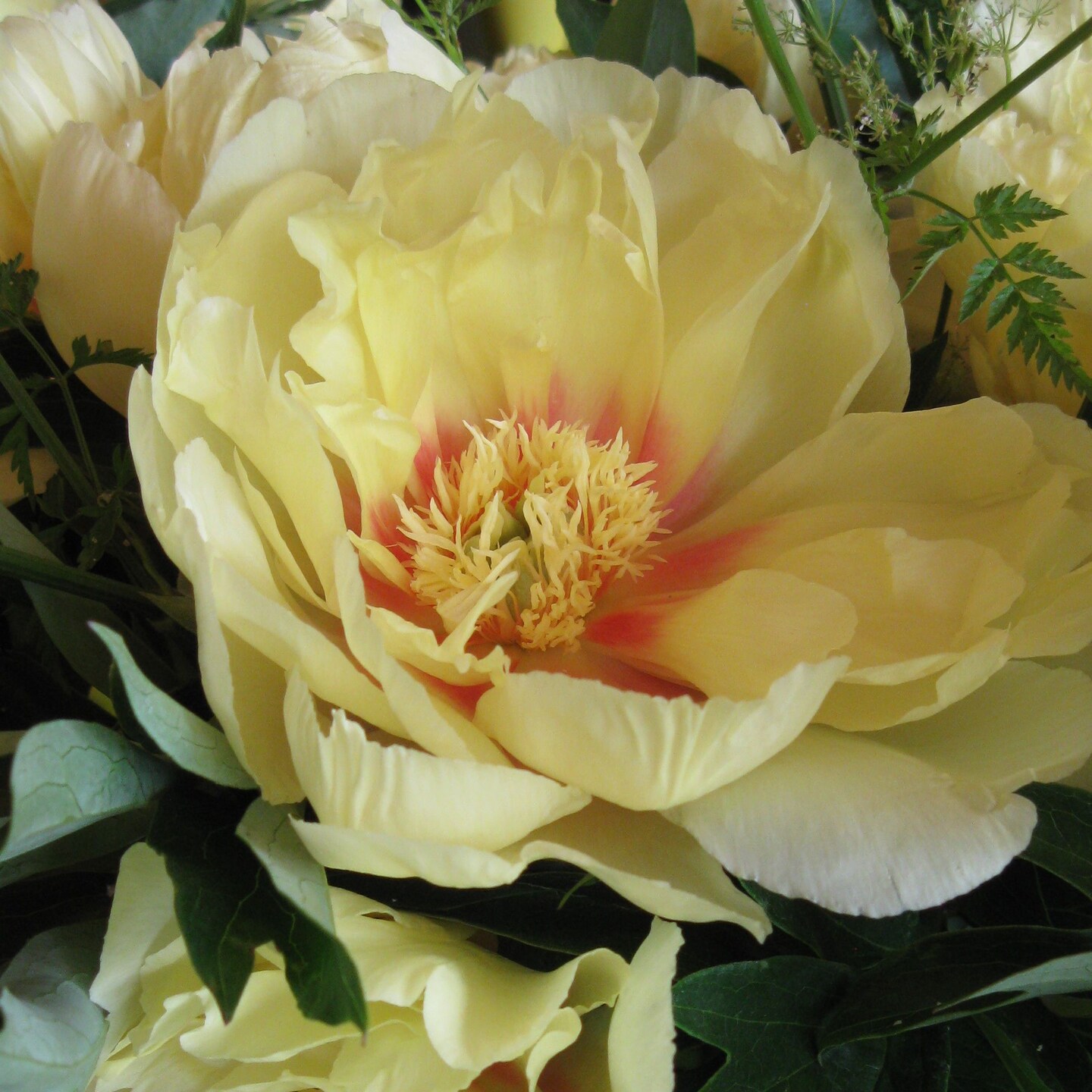 Bartzella Intersectional ITOH Tree Peony- Lemon Yellow Blooms - 2/3 Eye Bareroot