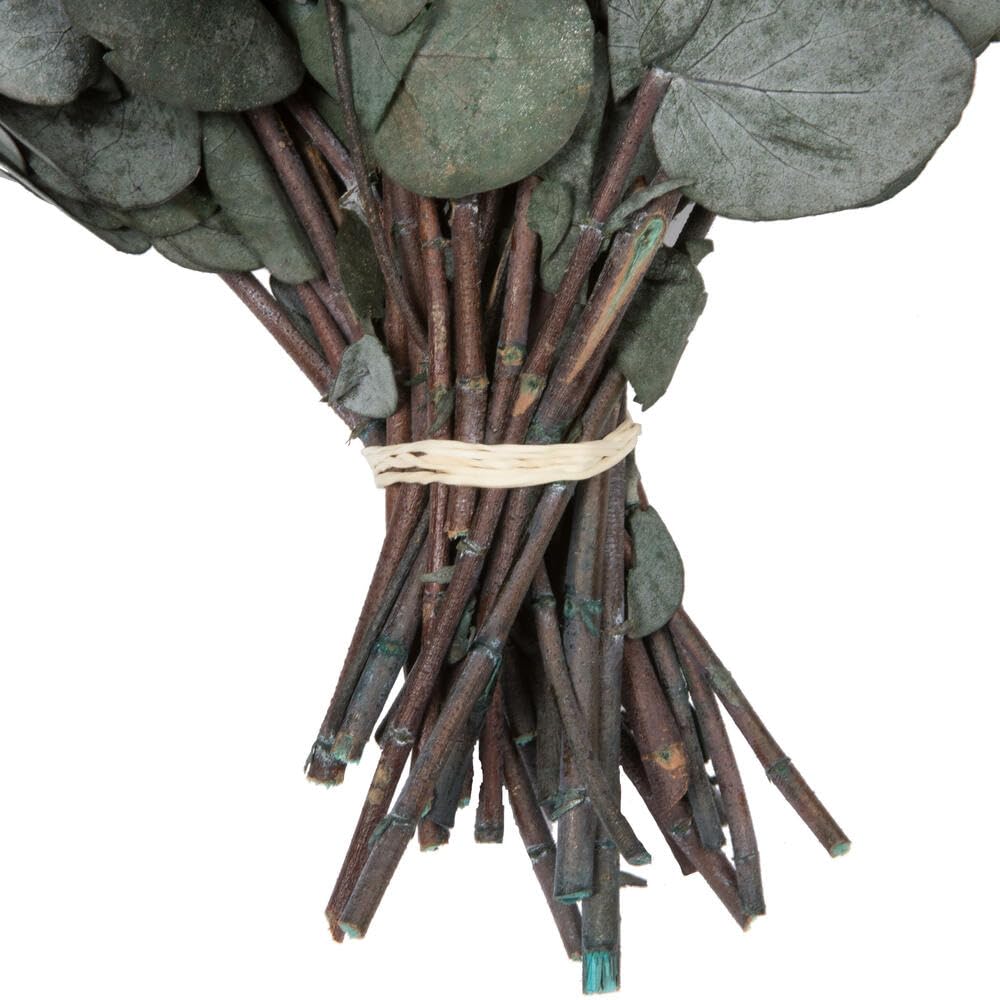 Vickerman Natural Botanicals 18-20" x 9" Eucalyptus Spiral Green 1 lb bundle