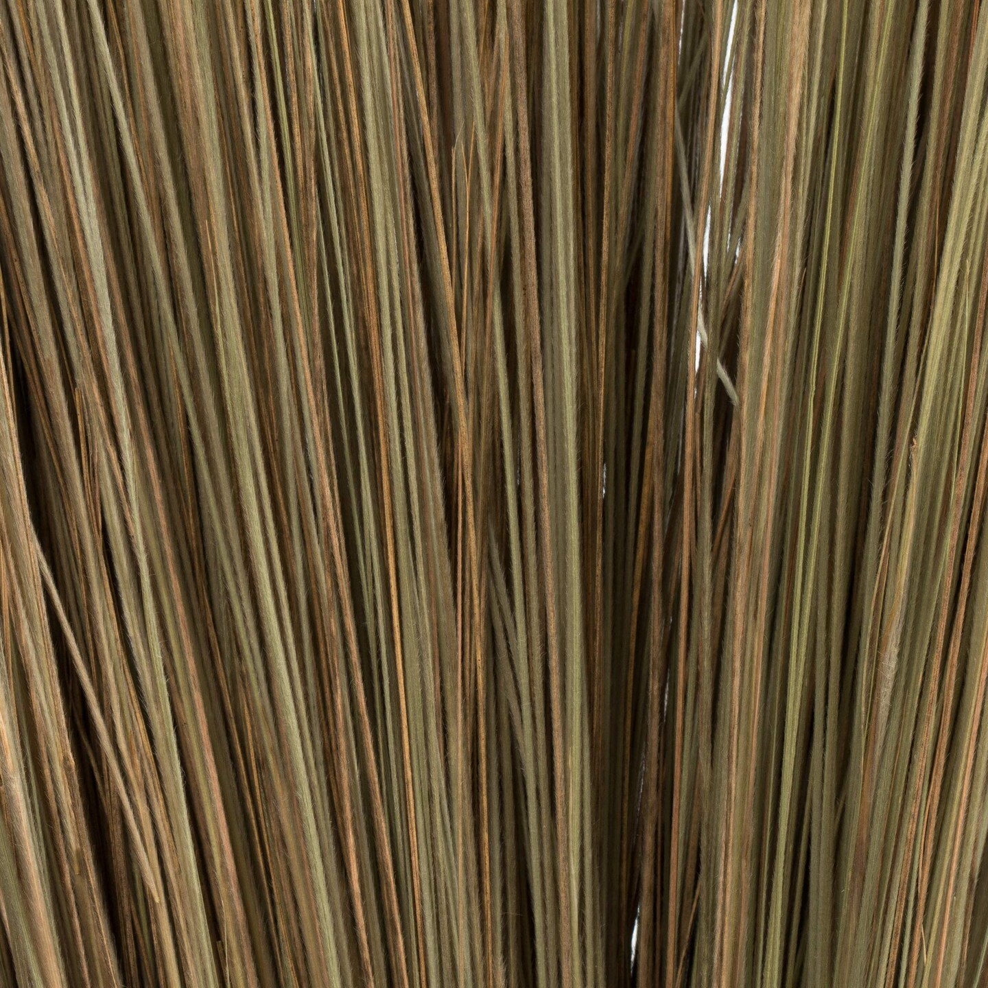 35-40&#x22; Natural Bright Grass 8oz Bu 2Pk