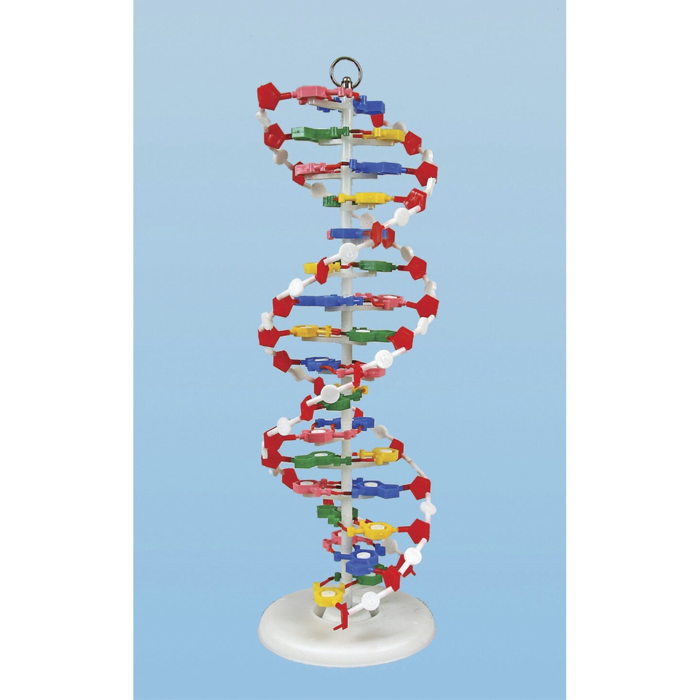 United Scientific DNA Model