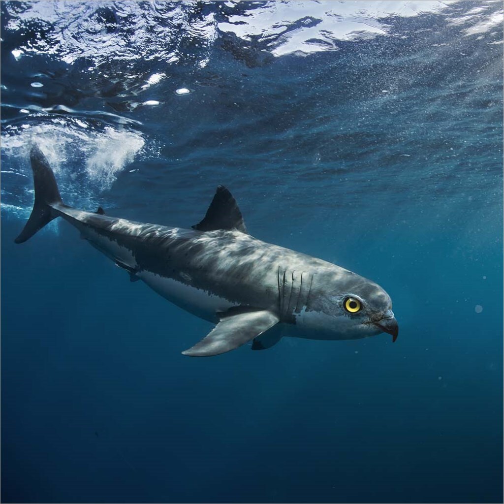 Birdshark by Pixelmated Animals 12&#x22; x 12&#x22; Canvas Wall Art