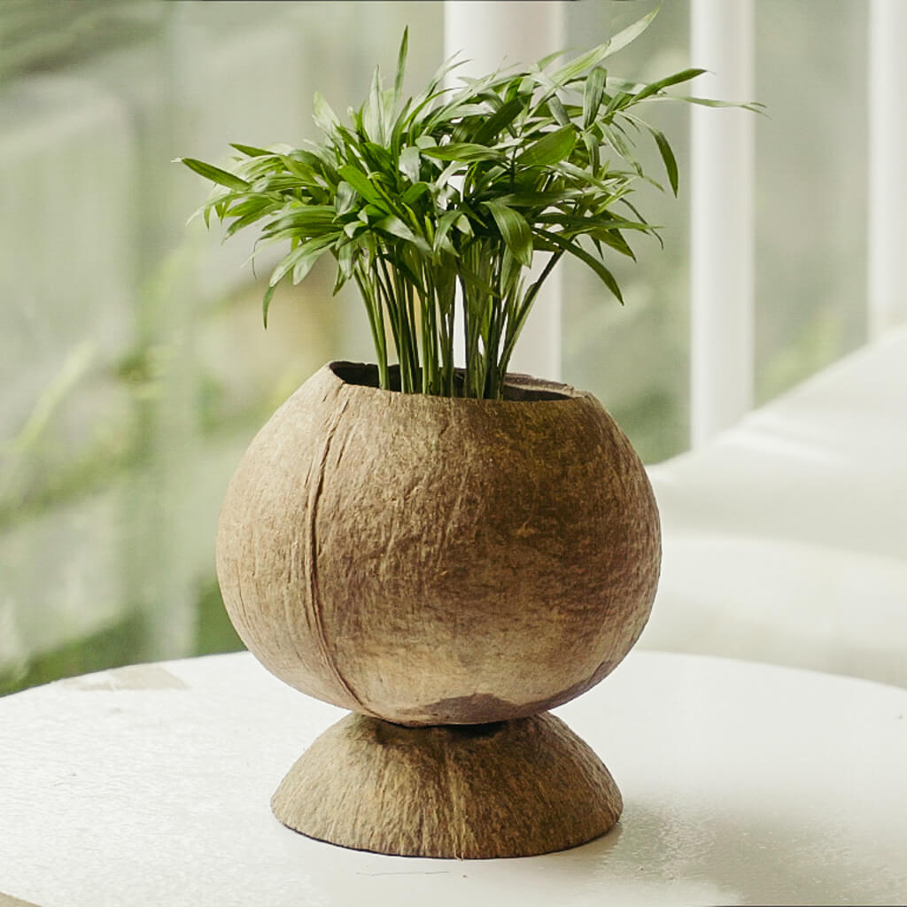 Pedestal Coconut Planter