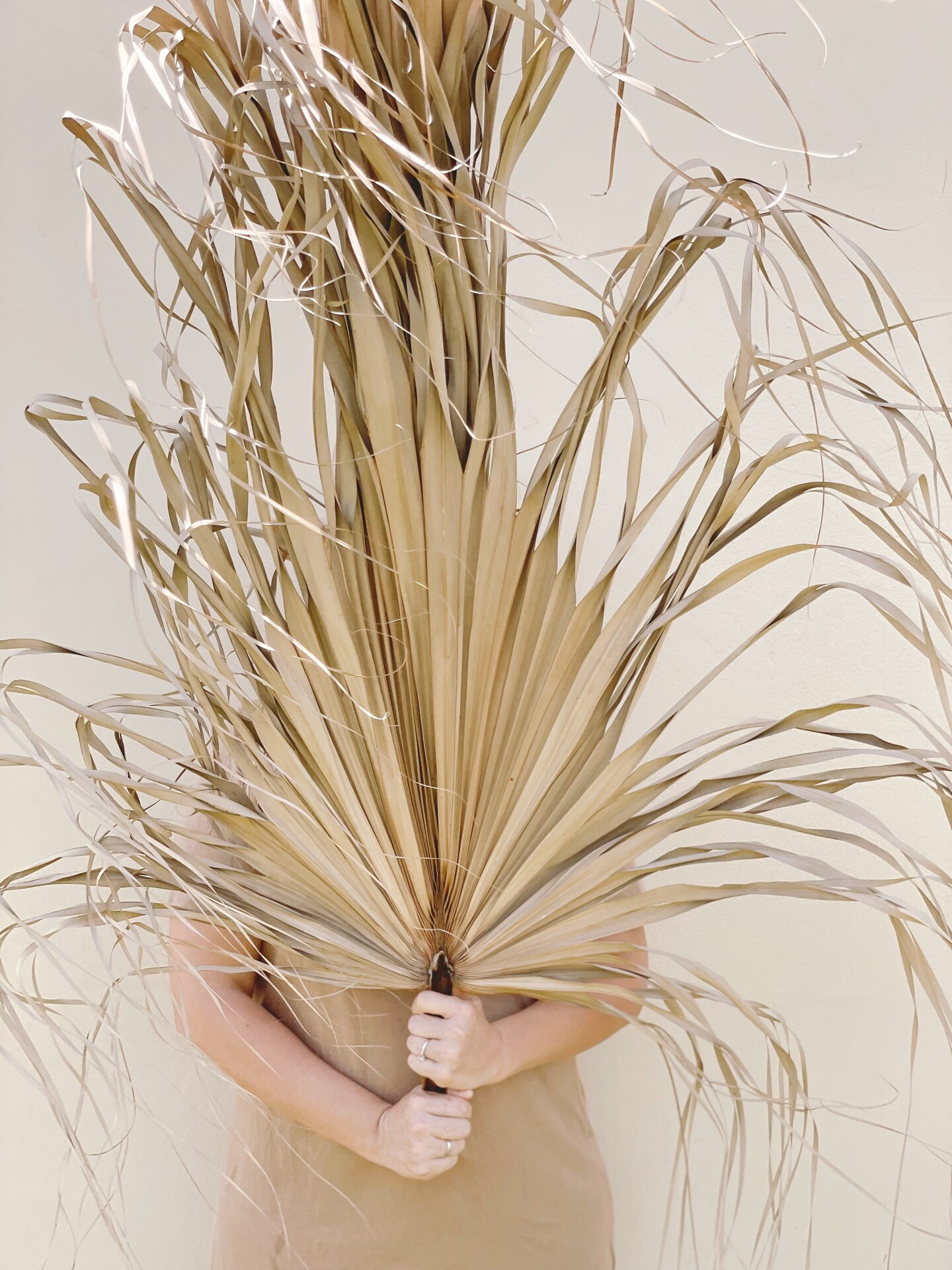 3ft. JUMBO Sun-Dried Wild Untouched Palm Leaf Wispy Frond