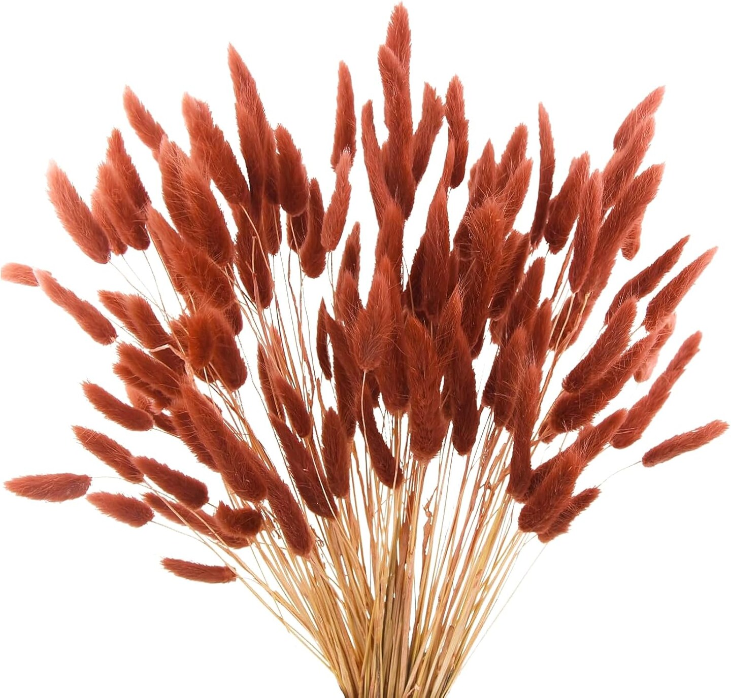 120pcs 17&#x22; Burnt Orange Bunny Tails Dried Flowers