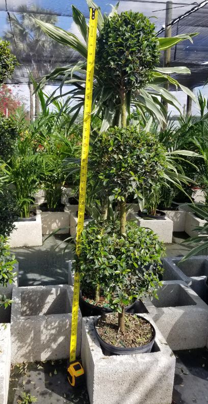 Eugenia Globe Topiary - Live Plant store in a 10 Inch Pot - Eugenia Myrtifolium - Beautifully Pruned Outdoor Topiary for Patios and Outdoor Decor