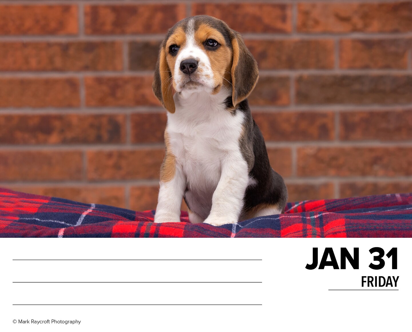 Just Beagles 2025 Box Calendar - Dog Breed Daily Desktop