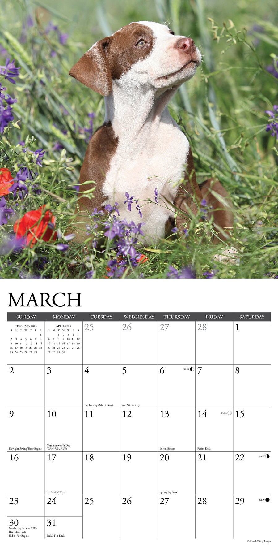 American Pit Bull Terrier Puppies 2025 Wall Calendar