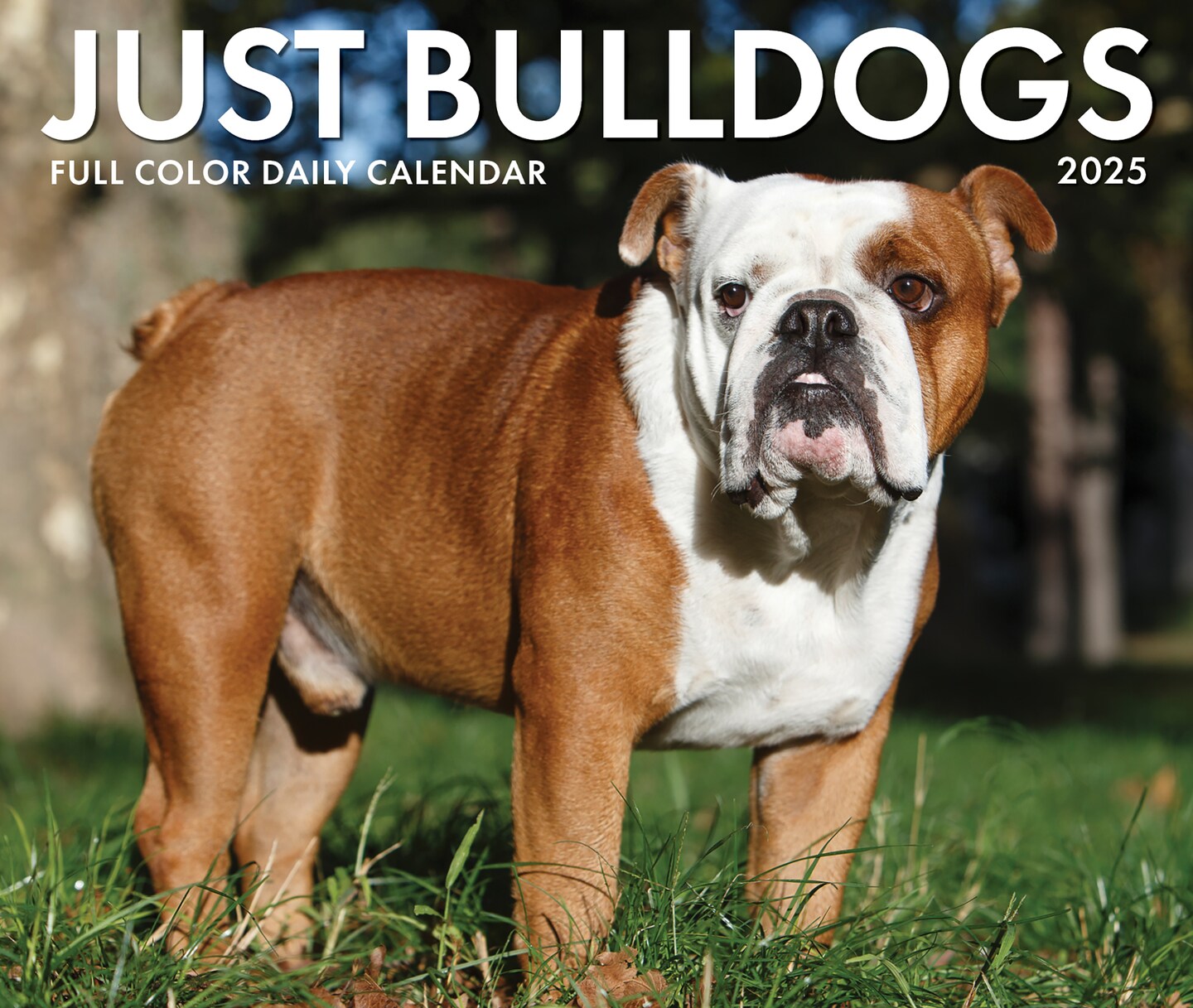 Just Bulldogs 2025 Box Calendar - Dog Breed Daily Desktop