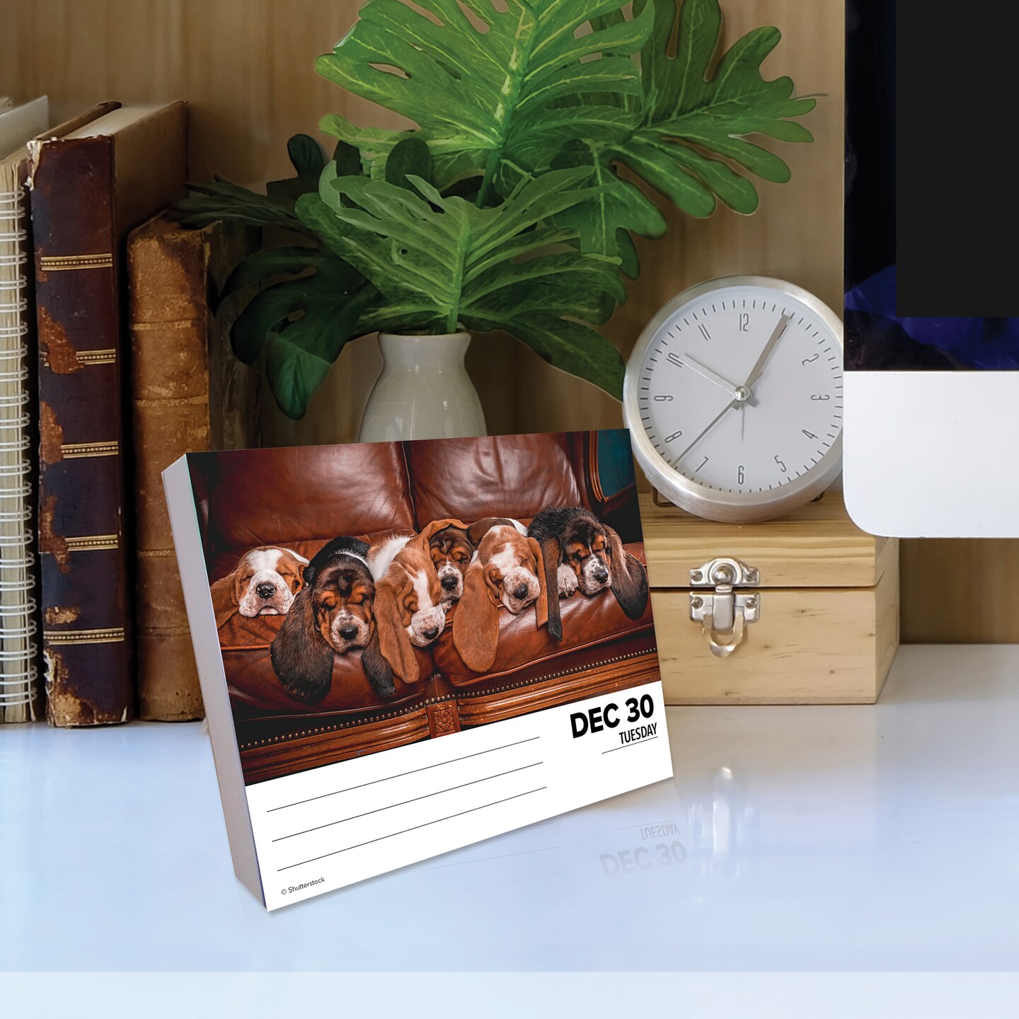 Just Basset Hounds 2025 Box Calendar - Dog Breed Daily Desktop