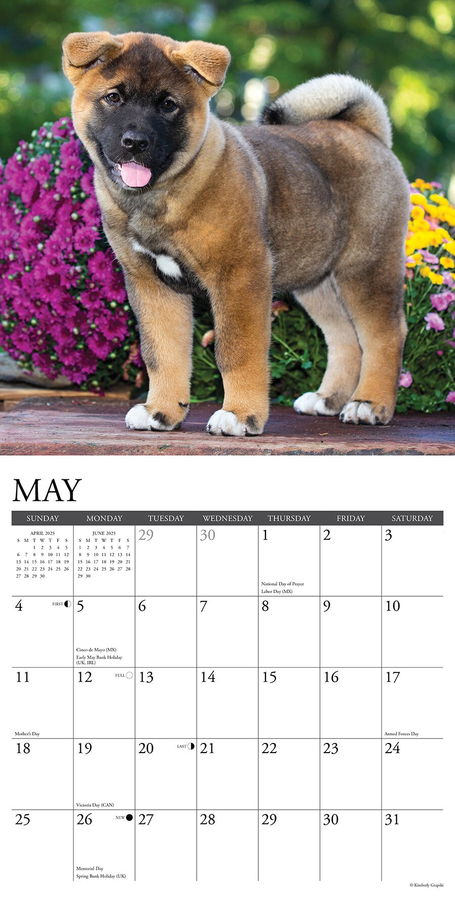 Akitas 2025 Wall Calendar