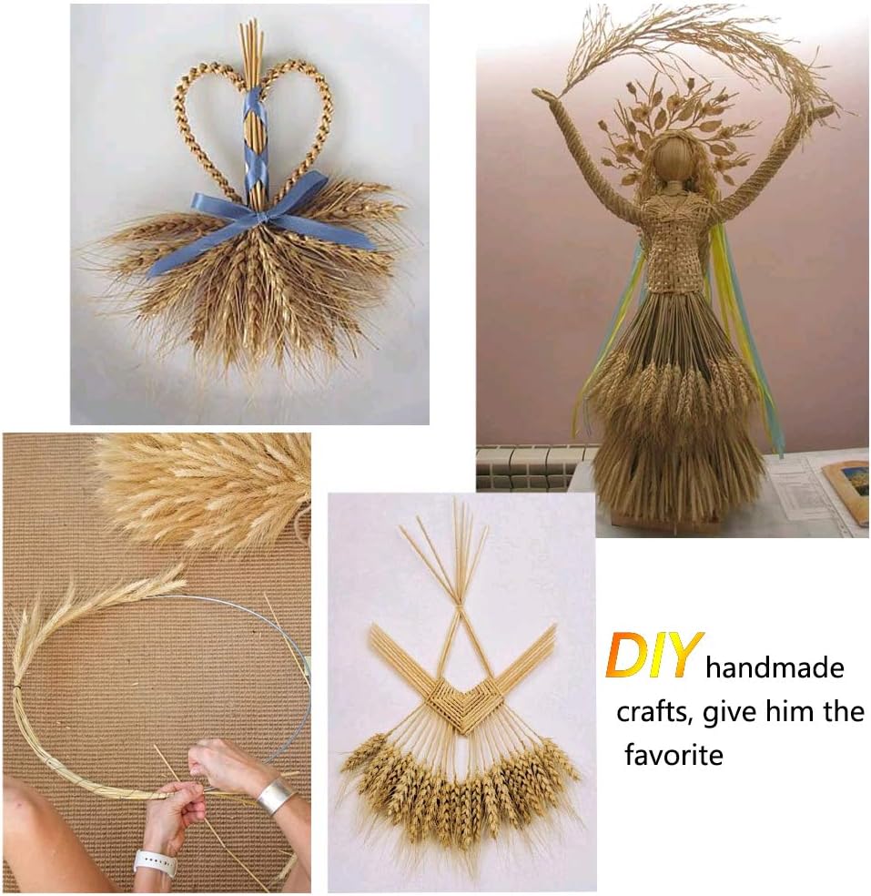 100 Stems Dried Wheat Stalks – 17.7 Inches, 100% Natural for Home, Kitchen, Office, Wedding, Farmhouse, Boho, Christmas, Fall, and Party Décor