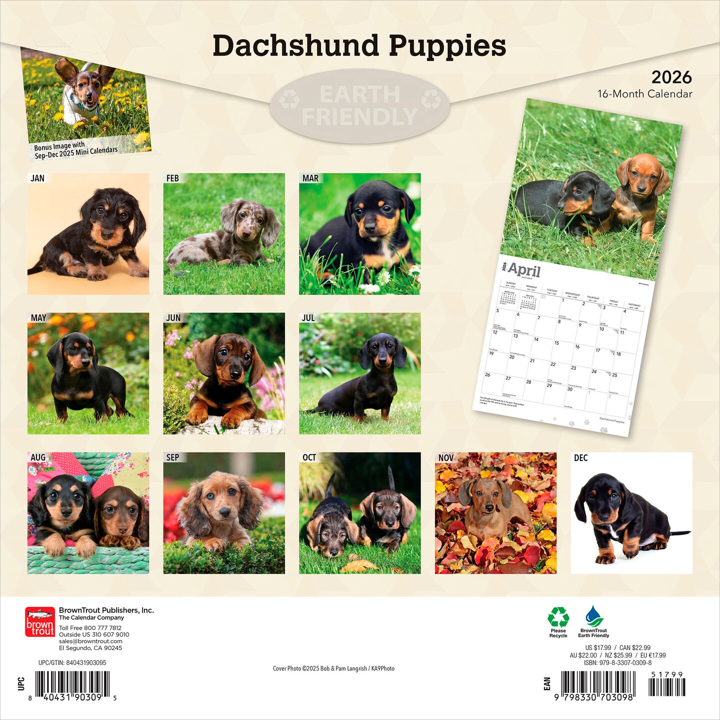 Dachshund Puppies | 2026 12 x 24 Inch (Hanging) Monthly Square Wall Calendar | Plastic-Free | BrownTrout | Animals Dog Breeds Puppy