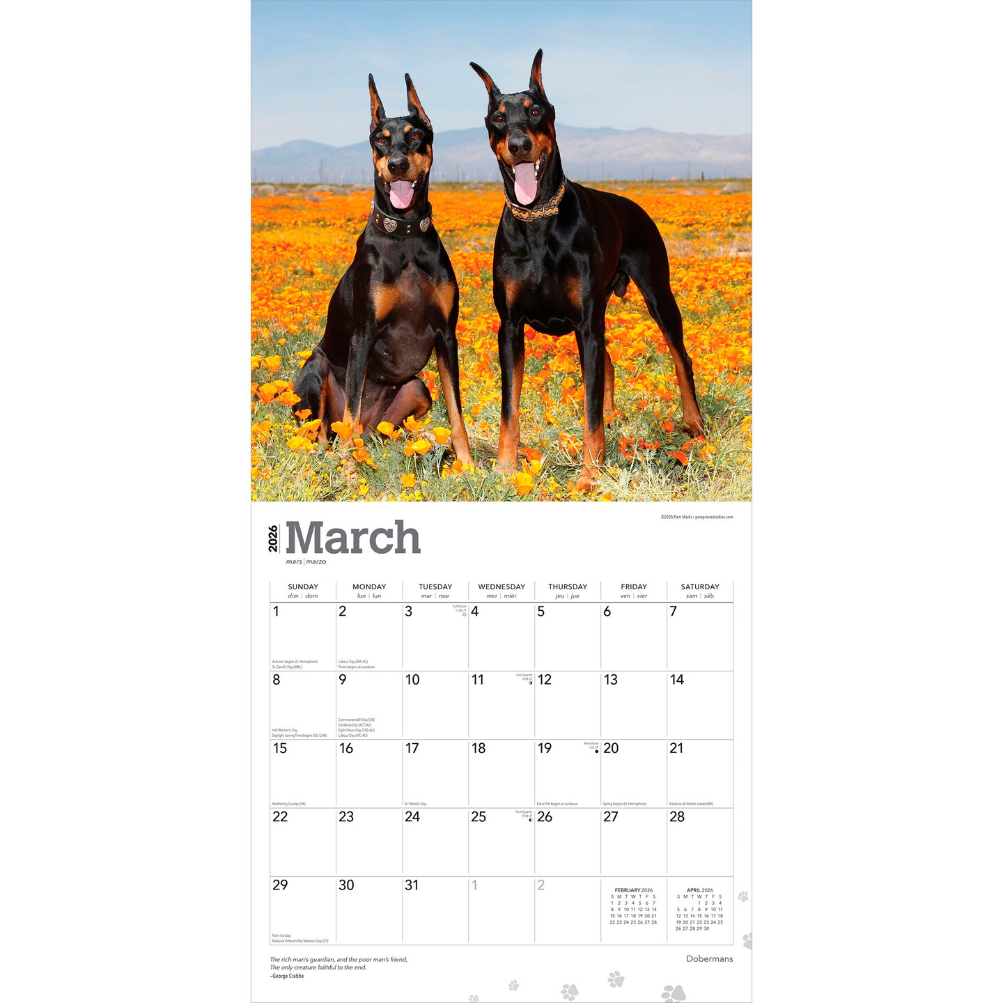 Dobermans | 2026 12 x 24 Inch (Hanging) Monthly Square Wall Calendar | Plastic-Free