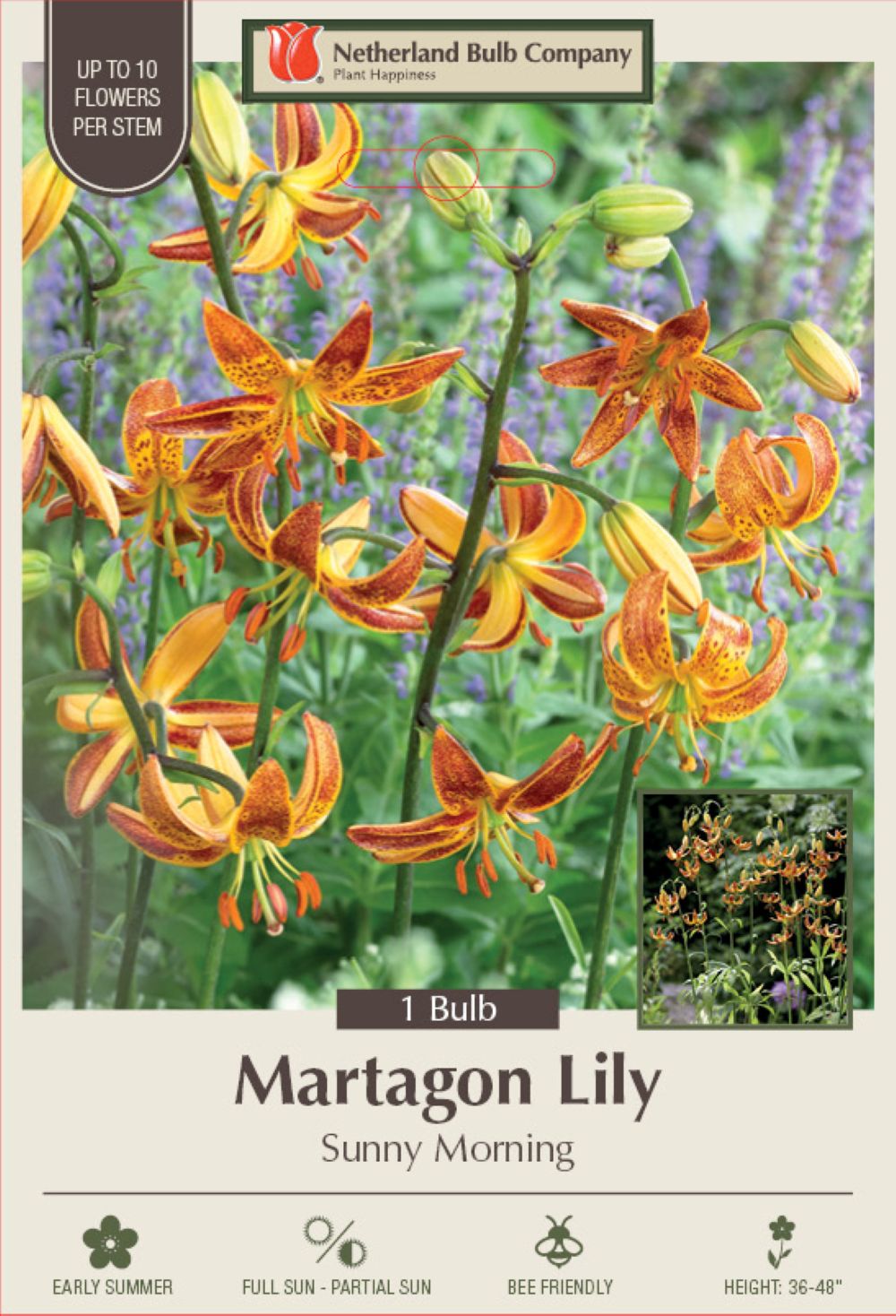 Sunny Morning Turks Cap Lily -1 Bulb -Lilium martagon-Hardy- 14/+ cm Bulb