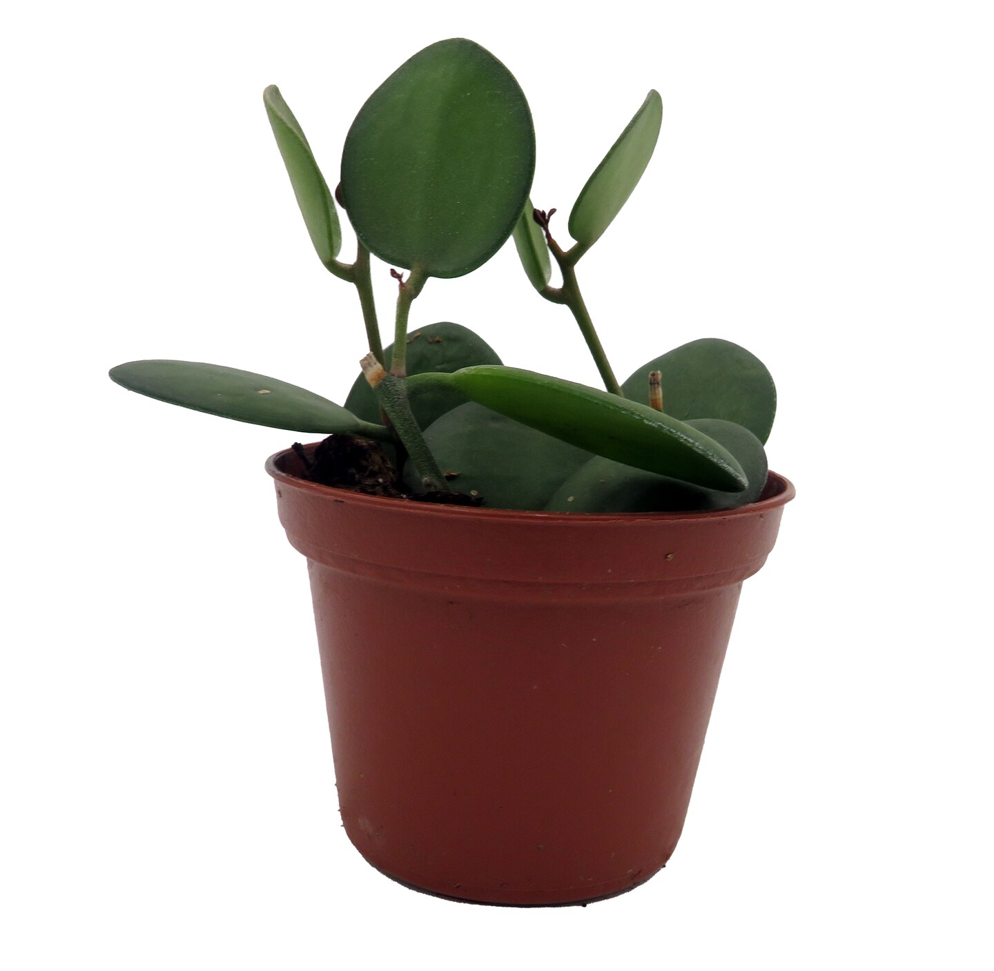 String of Coins - Xerosicyos Danguyi - 2.5&#x22; Pot