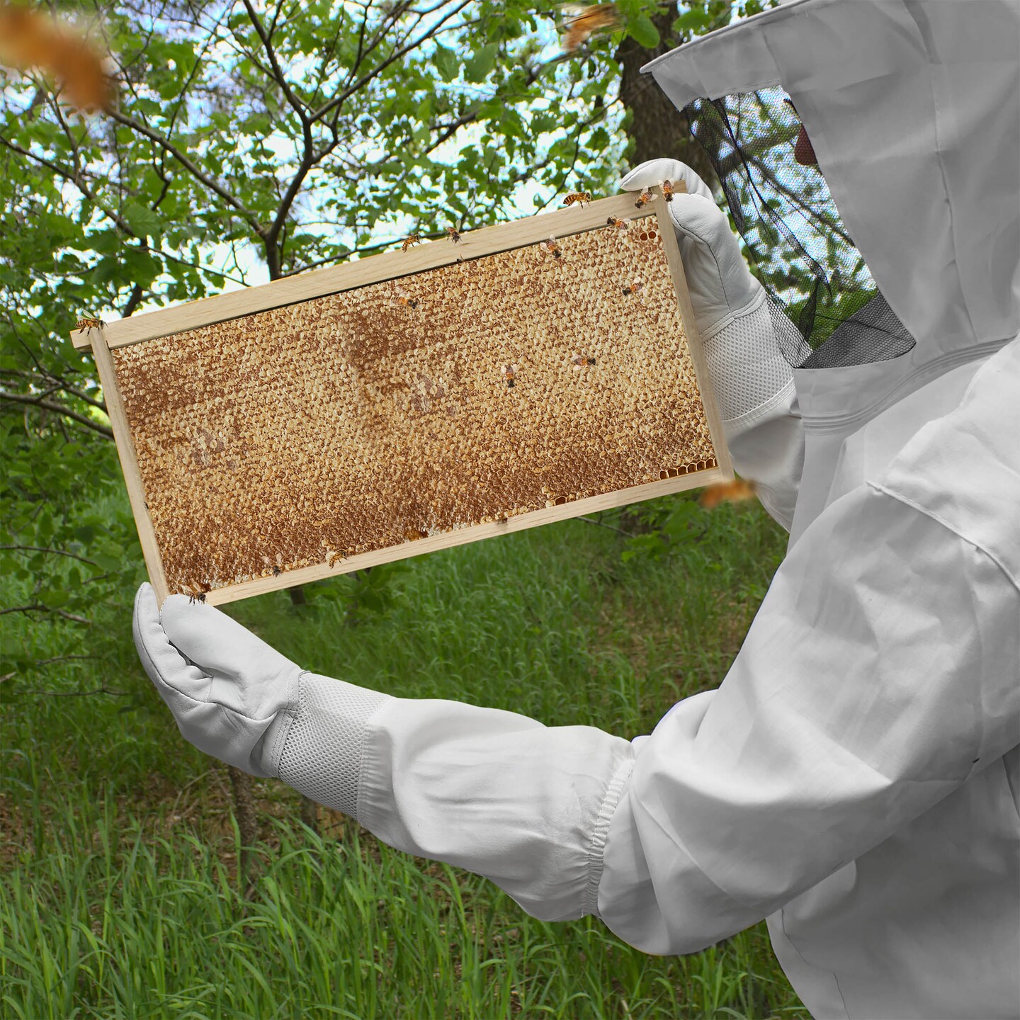 Honey Keeper Beehive 10 Deep Frame Kit with Foundations for Replacement Langstroth Beekeeping