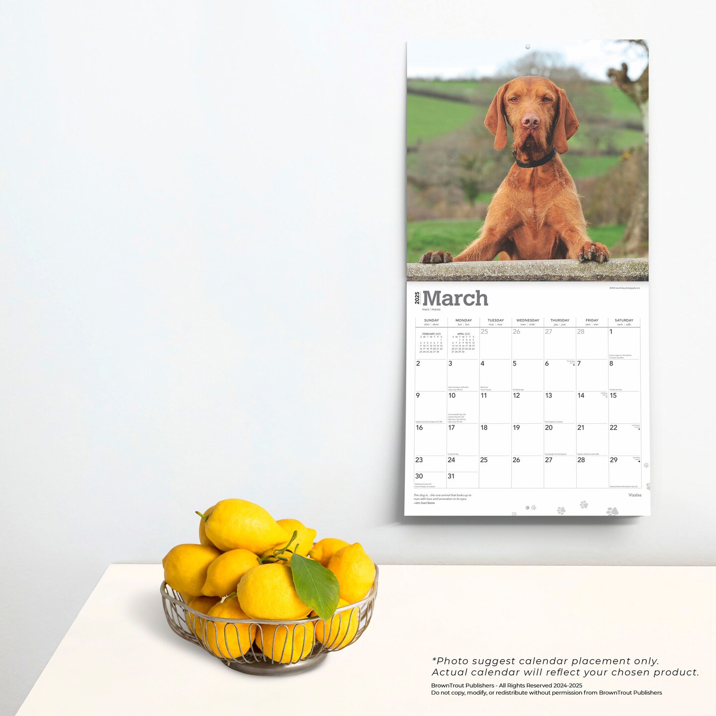 Vizslas | 2025 12 x 24 Inch Monthly Square Wall Calendar | Plastic-Free | BrownTrout | Animals Dog Breeds