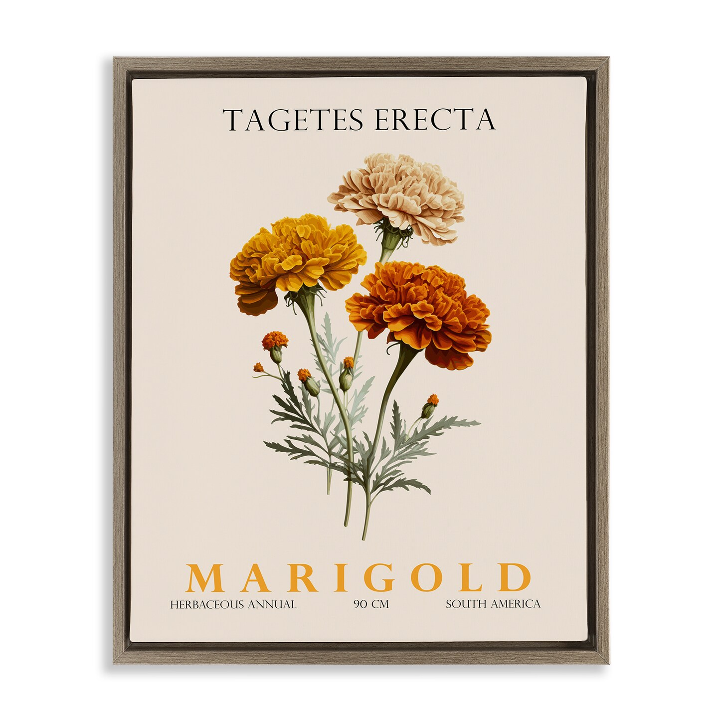Stupell Industries Natural Marigold Bundle Floating Frame, design by Christopher Giampietro
