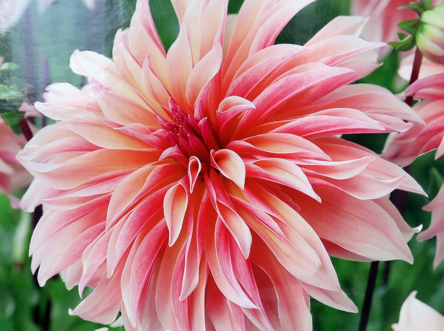 Labyrinth Dahlia - Dinner Plate Dahlia - 2 bulbs
