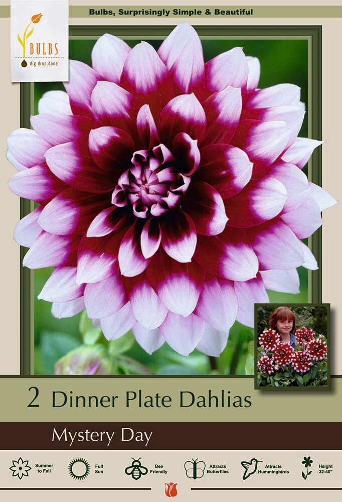 Mystery Day Decorative Dahlia - 2 Bulb Clumps - Deep Burgundy!