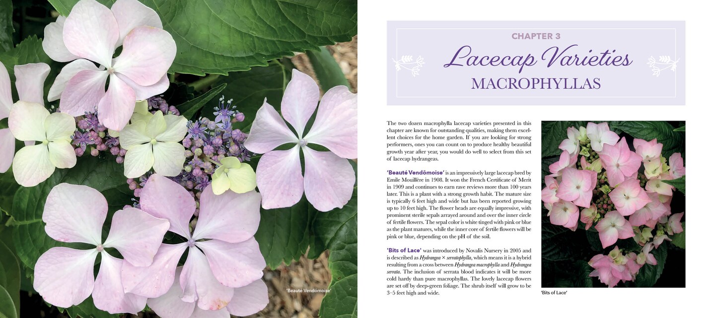 Lovely Lacecap Hydrangeas: Elegant Accents for the Home Garden