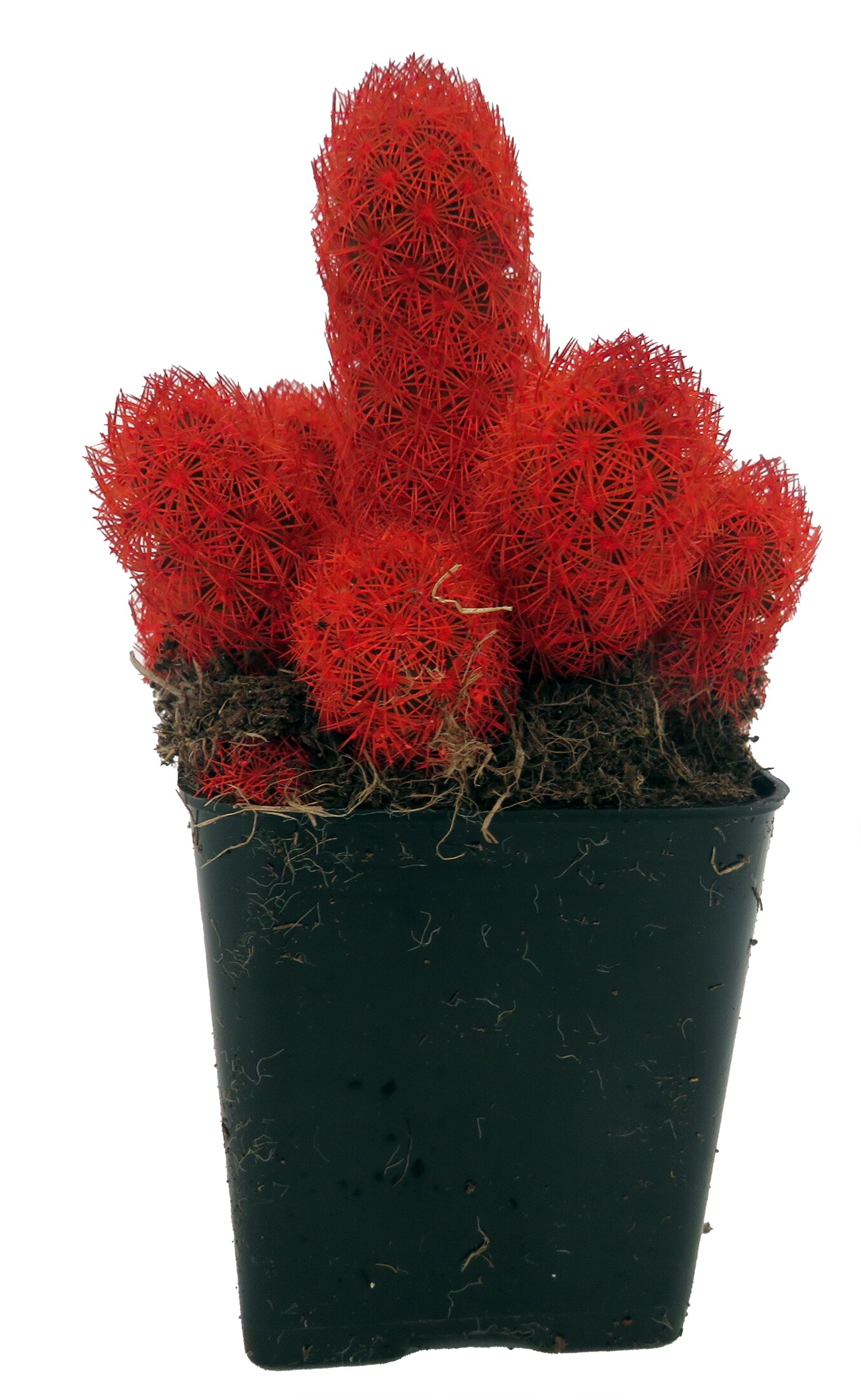 Red Living Desert Jewel Cactus - 2&#x22; Pot