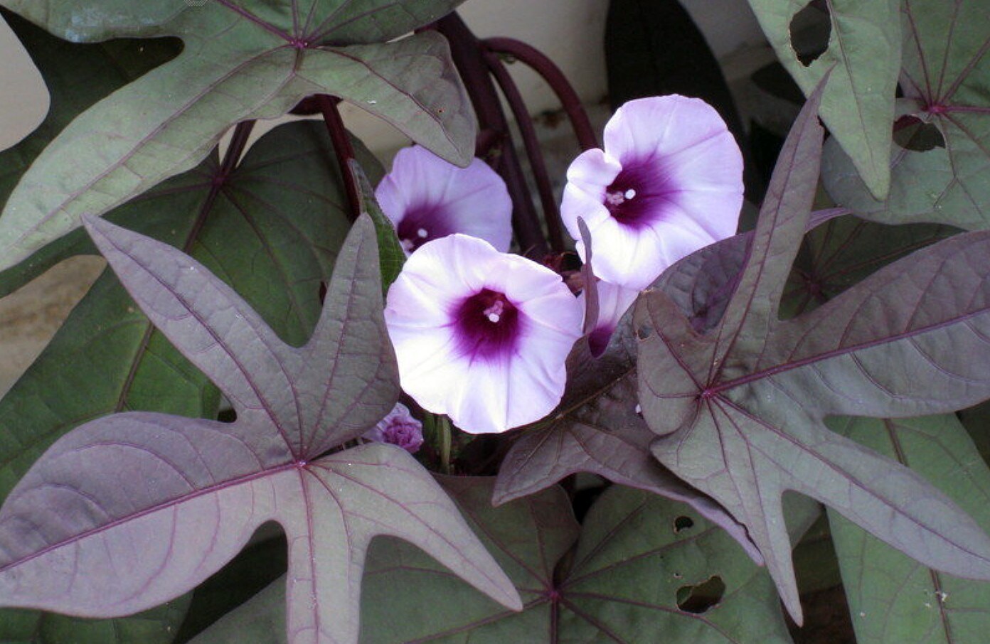 Blackie Sweet Potato Vine - Ipomoea - 6&#x22; Pot - Ornamental