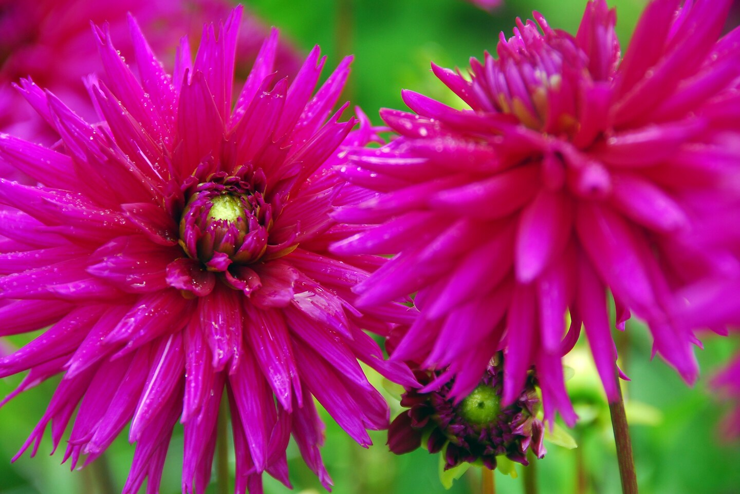 Ambition Dahlia - Dinnerplate Fimbriata Flower - #1 Size Root Clump
