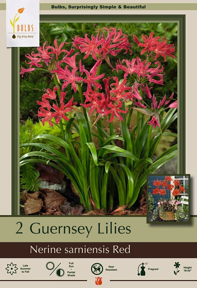 Red Japanese Spider Lily - Nerine sarsiensis - 2 Bulbs 14/+cm