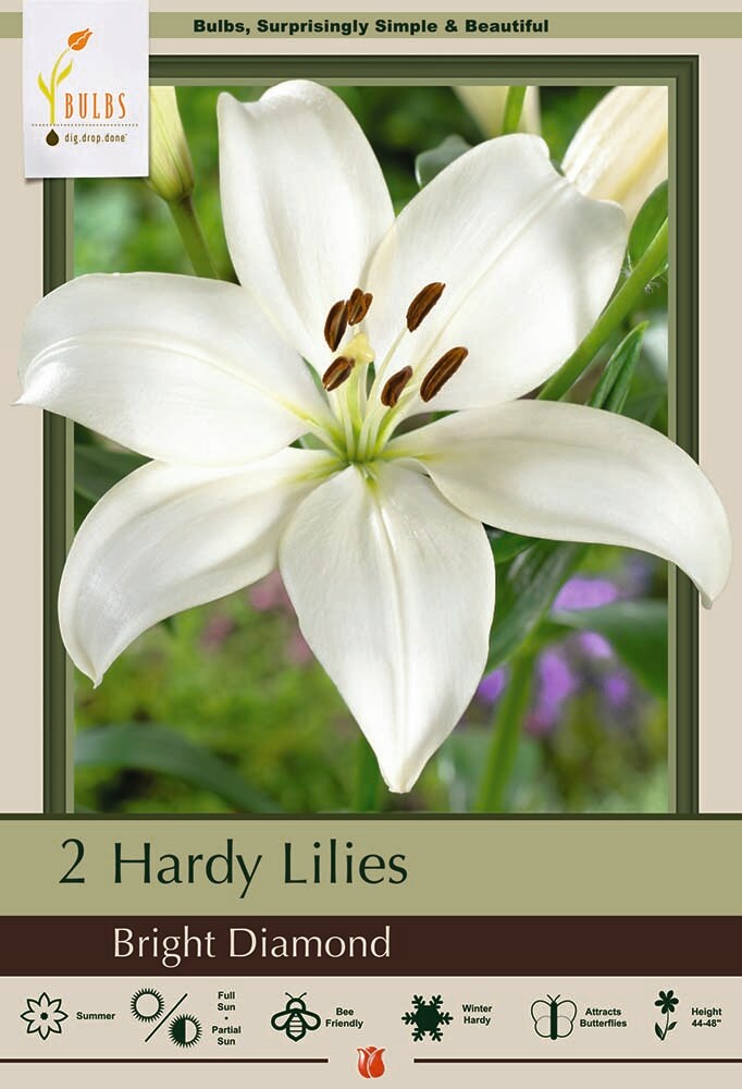 Bright Diamond Asiatic Lily - 2 Bulbs - Pure White - 14/16cm
