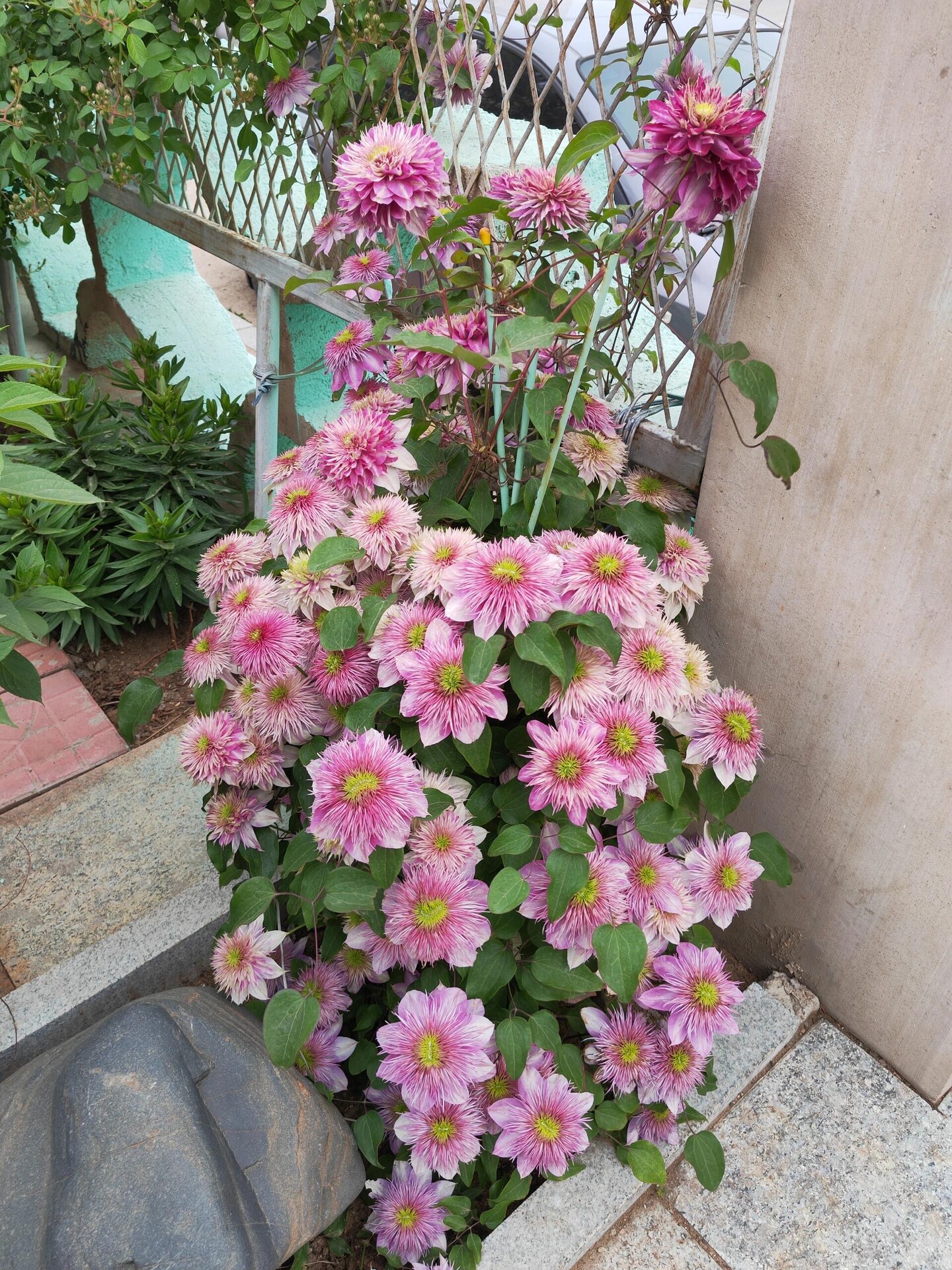 あんみつ様♡ハンドメイドシフォンタッセル 138pair Japanese Clematis 'Kaiser' -12P Live Plant| Dahlia Like| Color