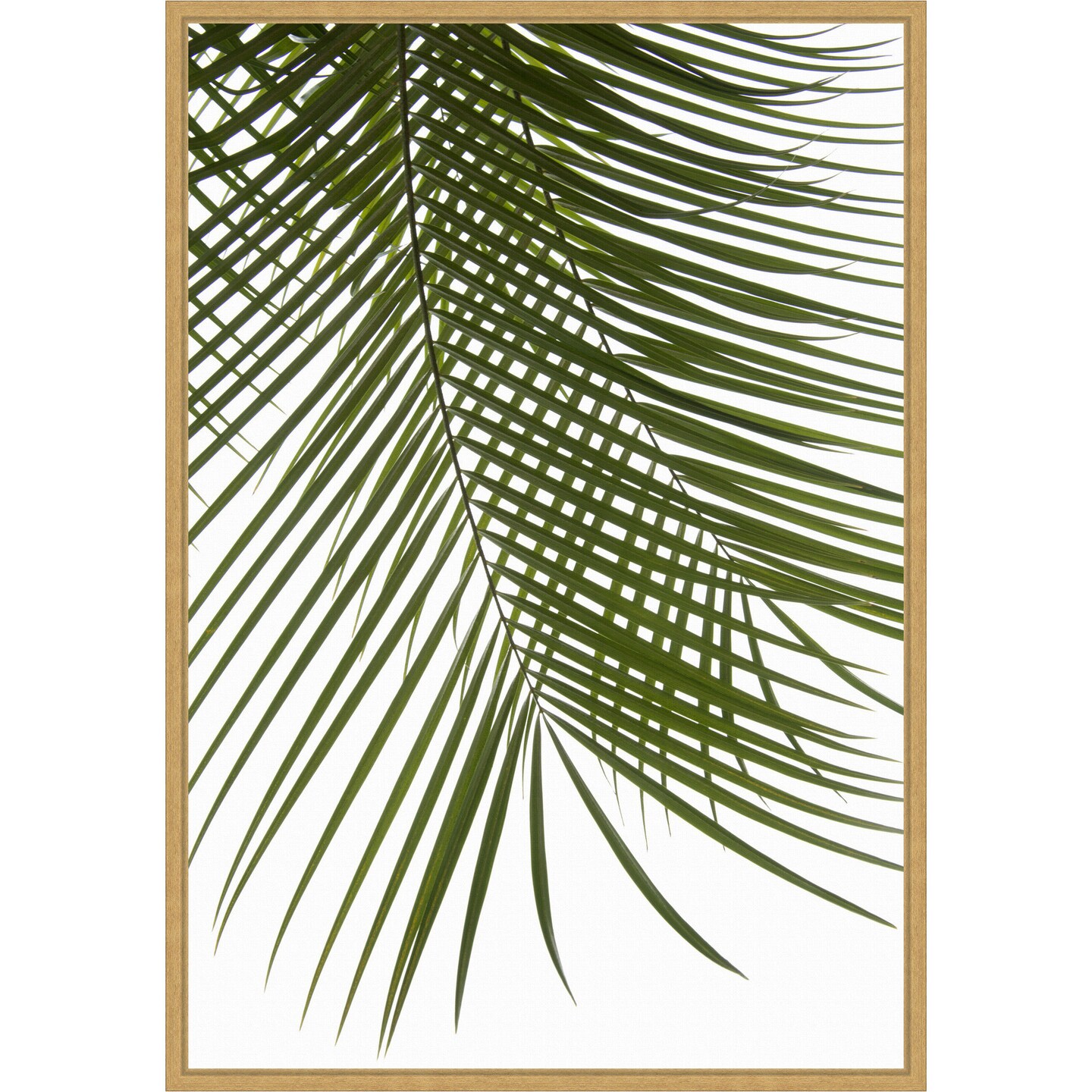 Palm Leaves Foliage Photo IV by Amini54 Framed Canvas Wall Art