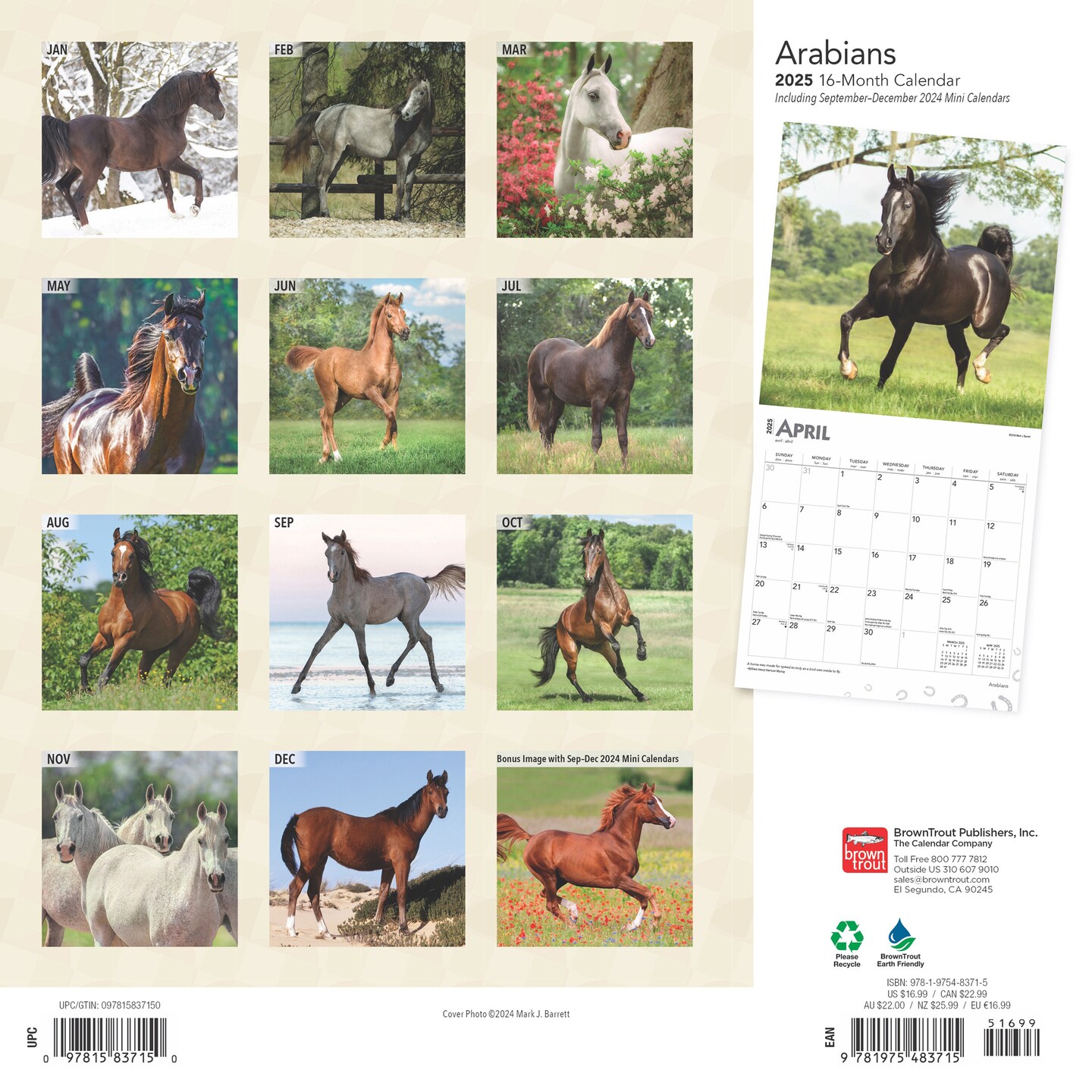 Arabians | 2025 12 x 24 Inch Monthly Square Wall Calendar | BrownTrout | Animals Horses