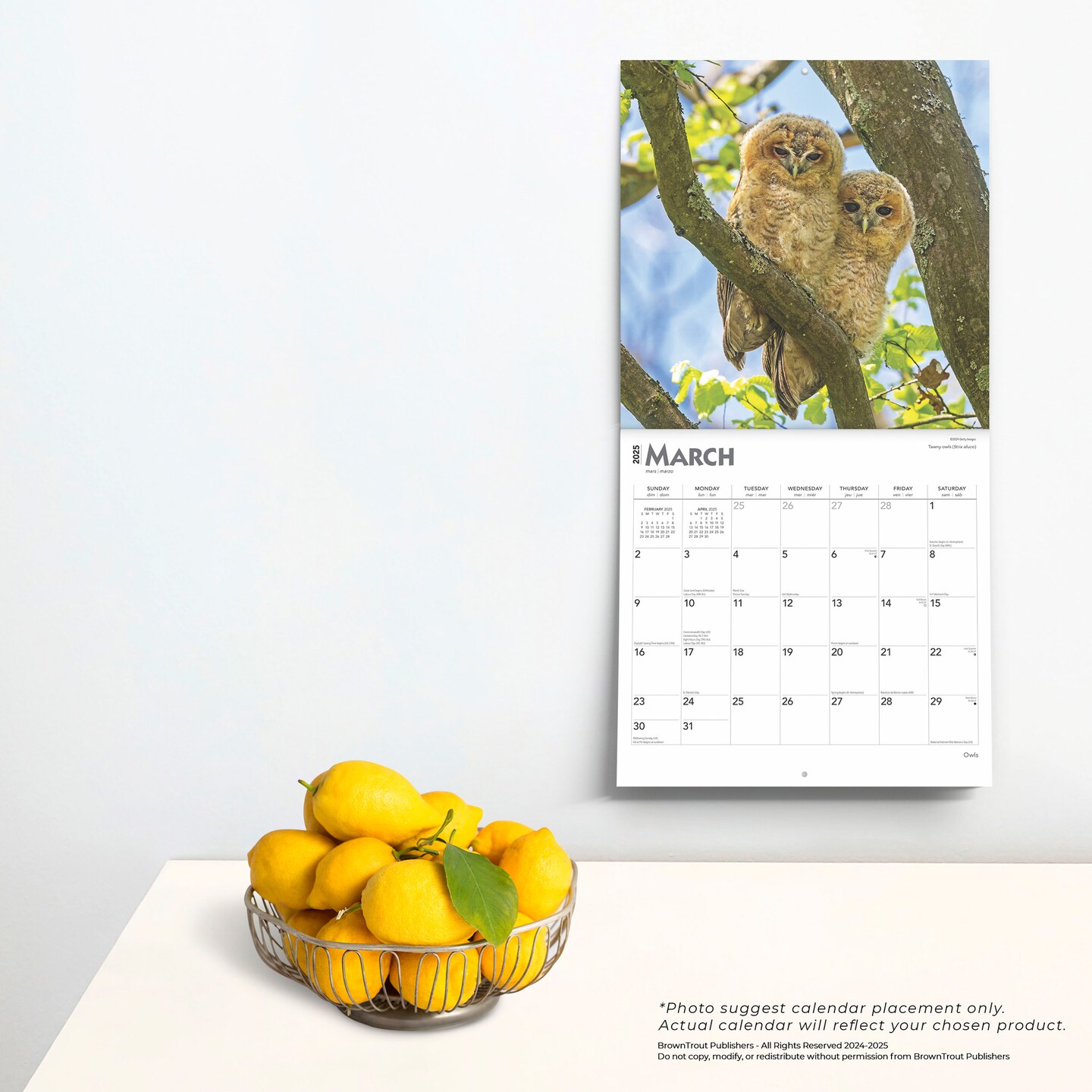 Owls | 2025 12 x 24 Inch Monthly Square Wall Calendar | Plastic-Free | BrownTrout | Wildlife Animals Birds