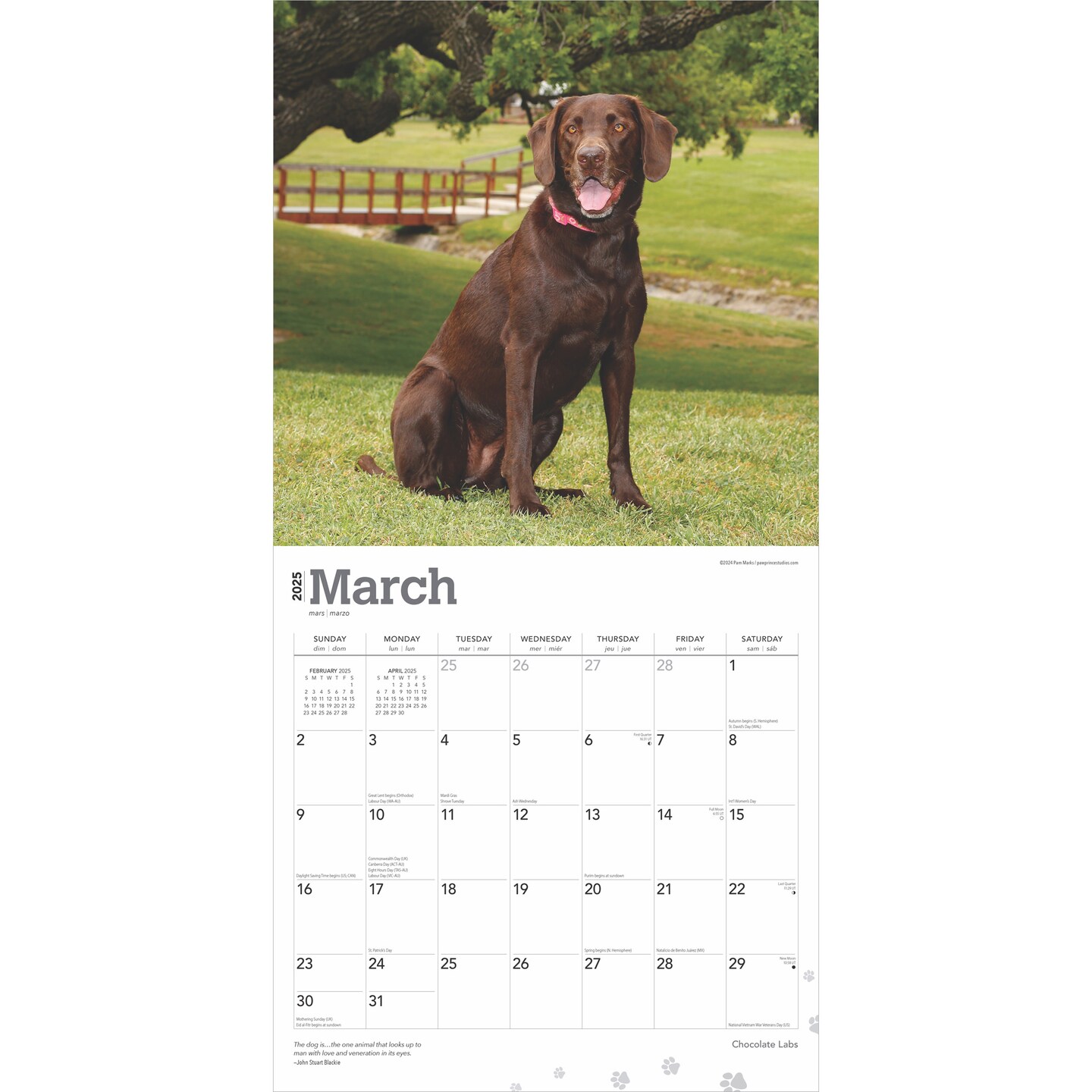 Chocolate Labrador Retrievers | 2025 12 x 24 Inch Monthly Square Wall Calendar | Plastic-Free | BrownTrout | Animals Dog Breeds