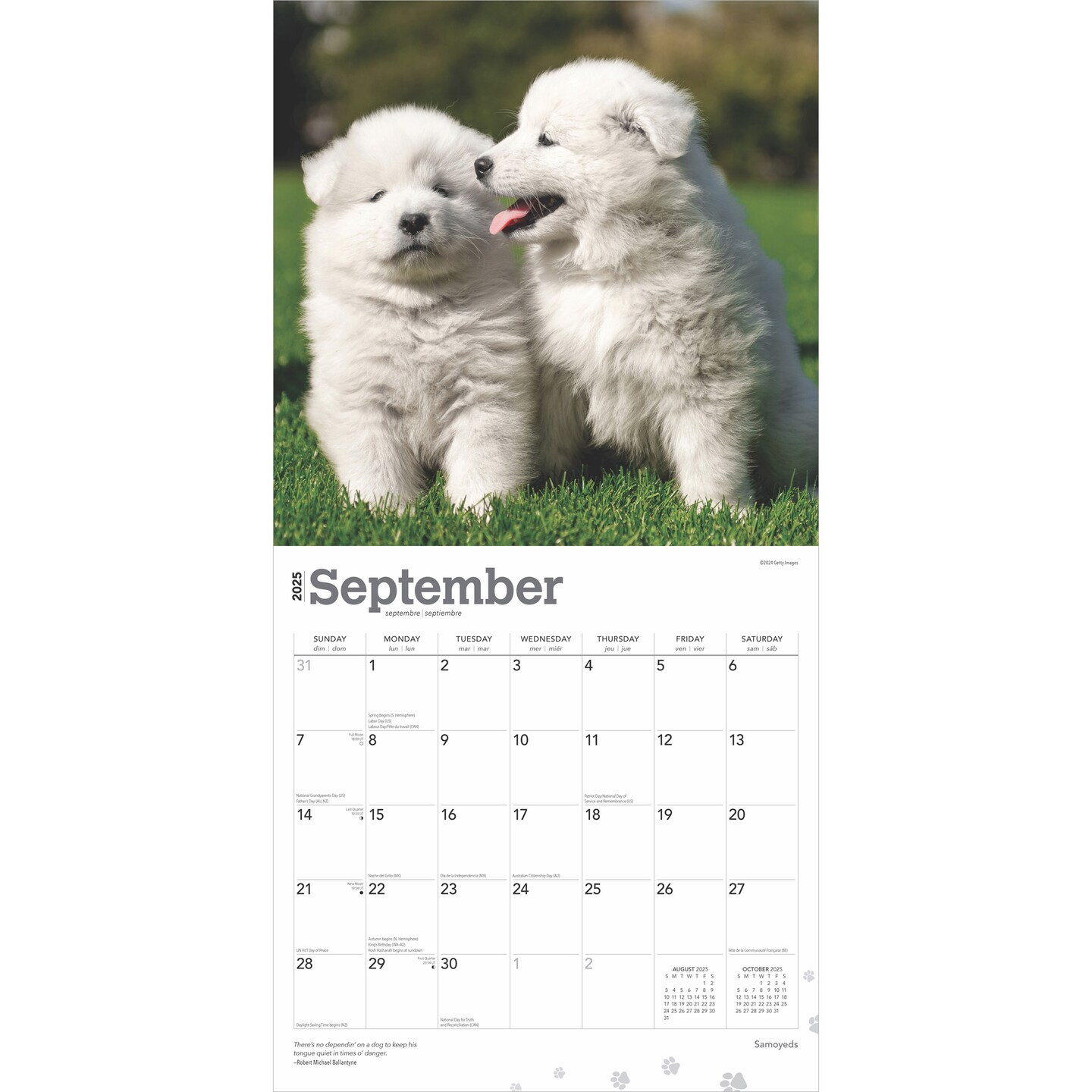 Samoyeds | 2025 12 x 24 Inch Monthly Square Wall Calendar | Plastic-Free | BrownTrout | Animals Dog Breeds