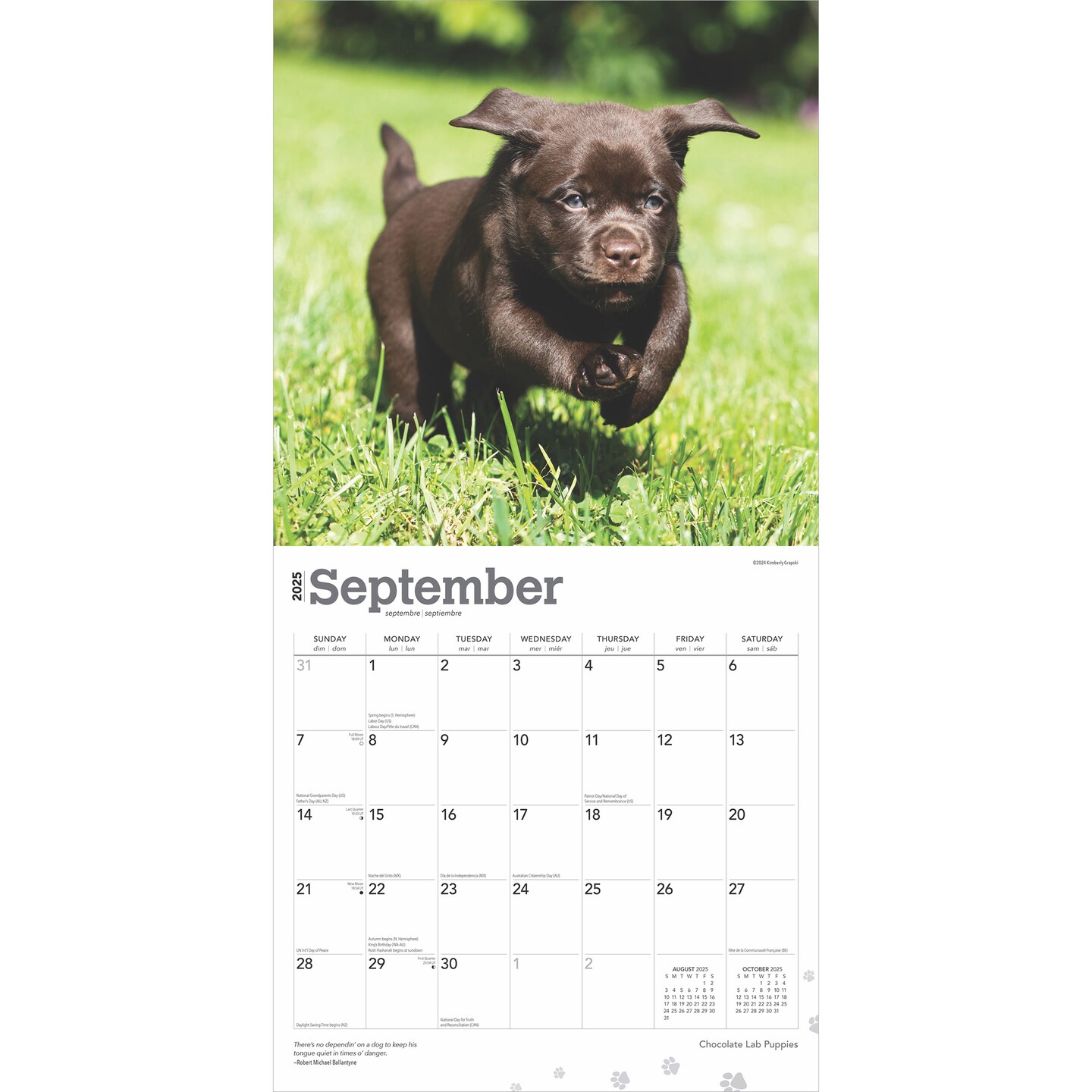 Chocolate Labrador Retriever Puppies | 2025 12 x 24 Inch Monthly Square Wall Calendar | Plastic-Free | BrownTrout | Animals Dog Breeds Puppy