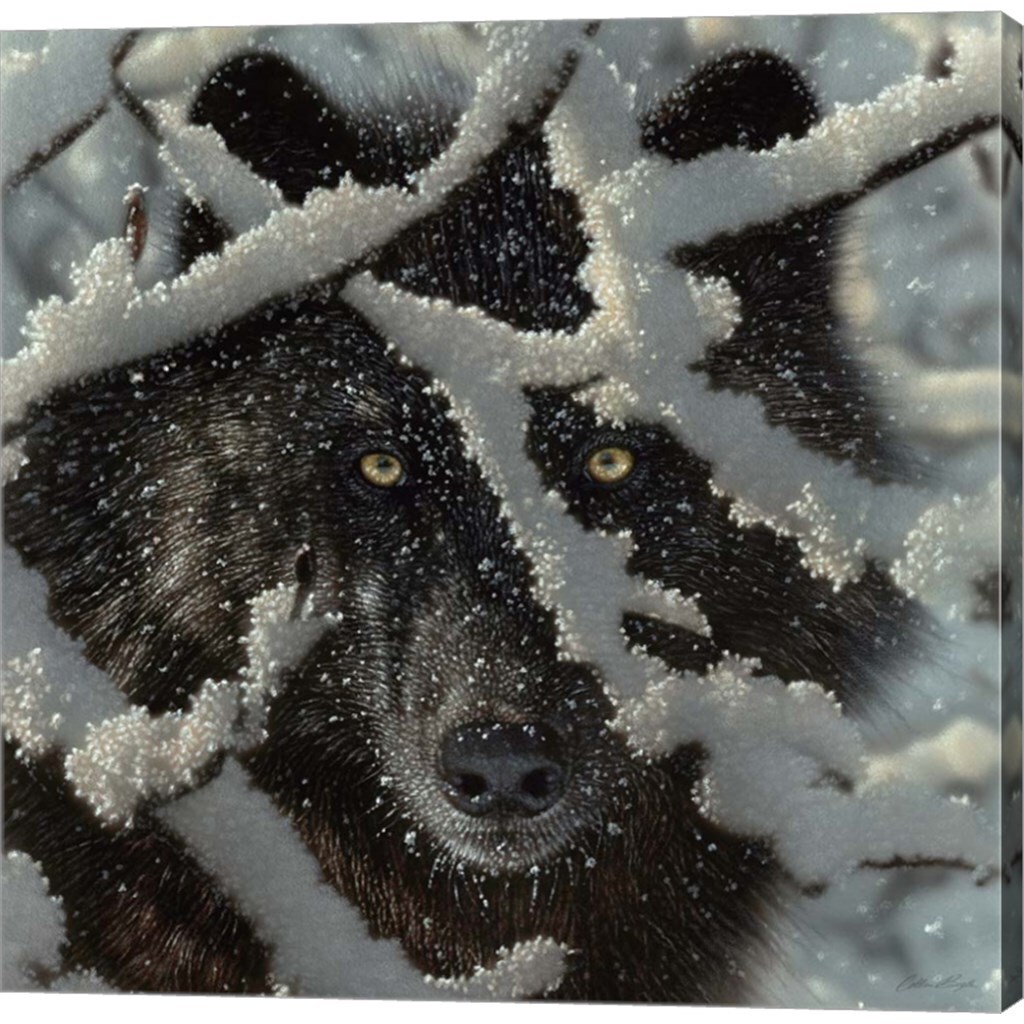 Winter Black Wolf by Collin Bogle 24&#x22; x 24&#x22; Canvas Wall Art