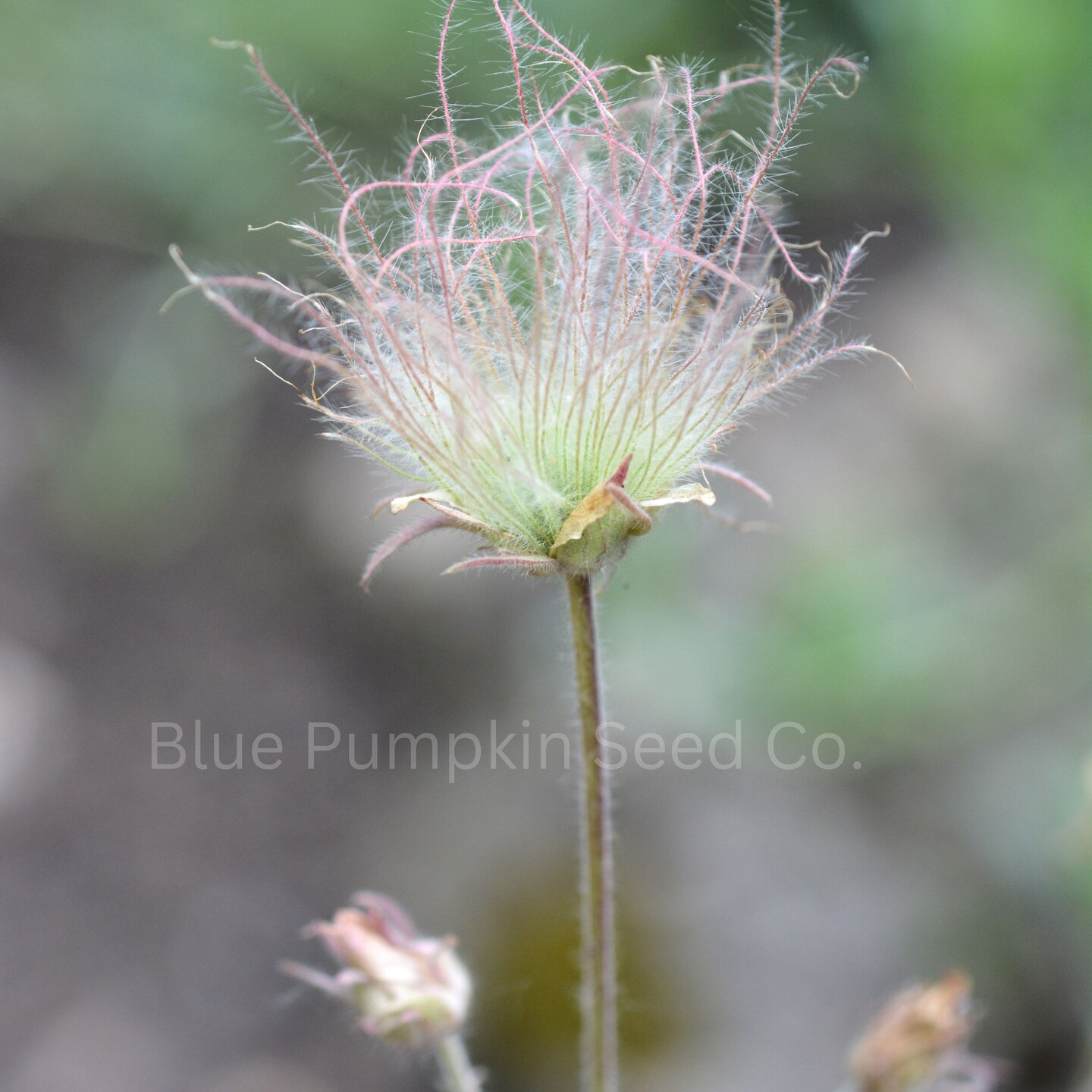 Prairie Smoke Flower Seeds | Enchanting Wildflower, Unique Smoky