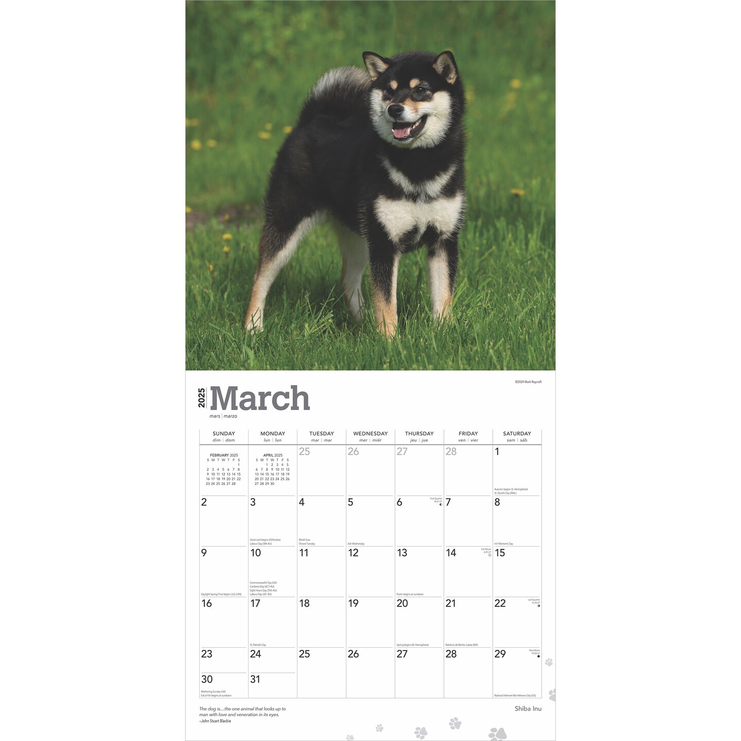 Shiba Inu | 2025 12 x 24 Inch Monthly Square Wall Calendar | Plastic-Free | BrownTrout | Animals Asian Dog Breeds