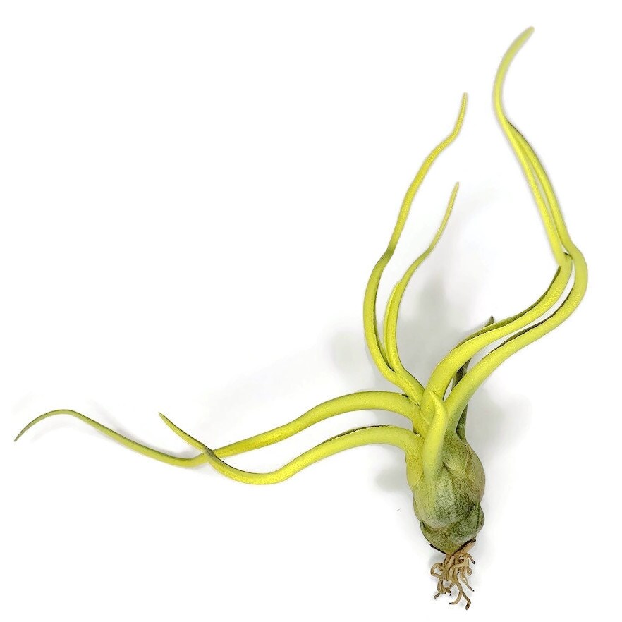 artificial plant wall Faux Plant 3'x3' Wall Panels main image 1