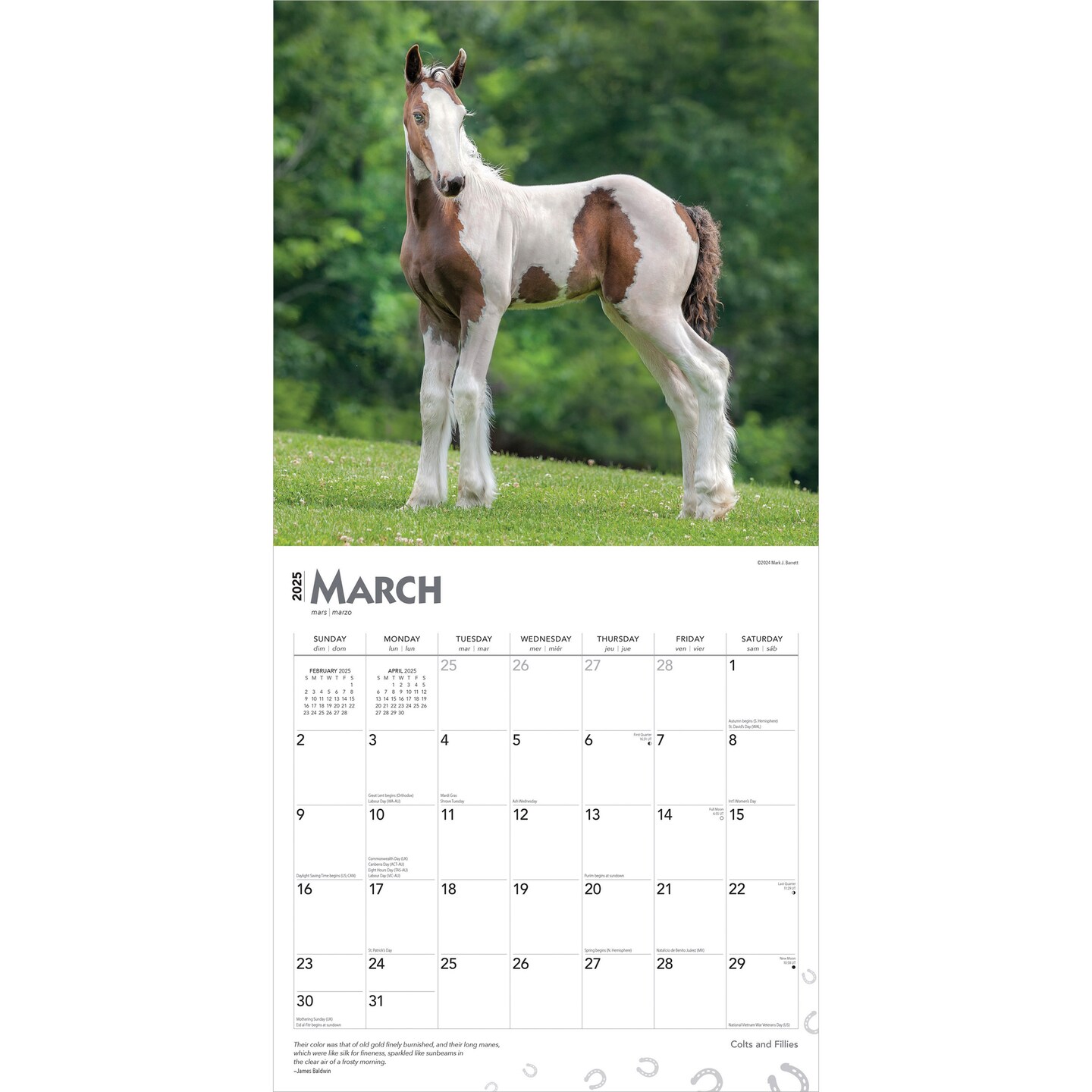Colts and Fillies | 2025 12 x 24 Inch Monthly Square Wall Calendar | BrownTrout | Animals Equestrian