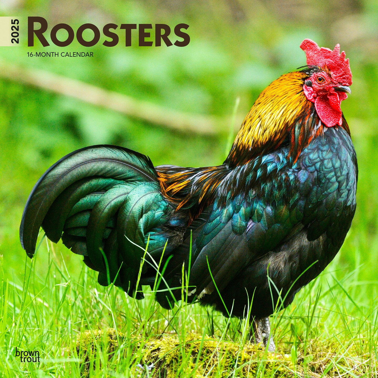 Roosters | 2025 12 x 24 Inch Monthly Square Wall Calendar | Plastic-Free | BrownTrout | Domestic Farm Barn Animals 