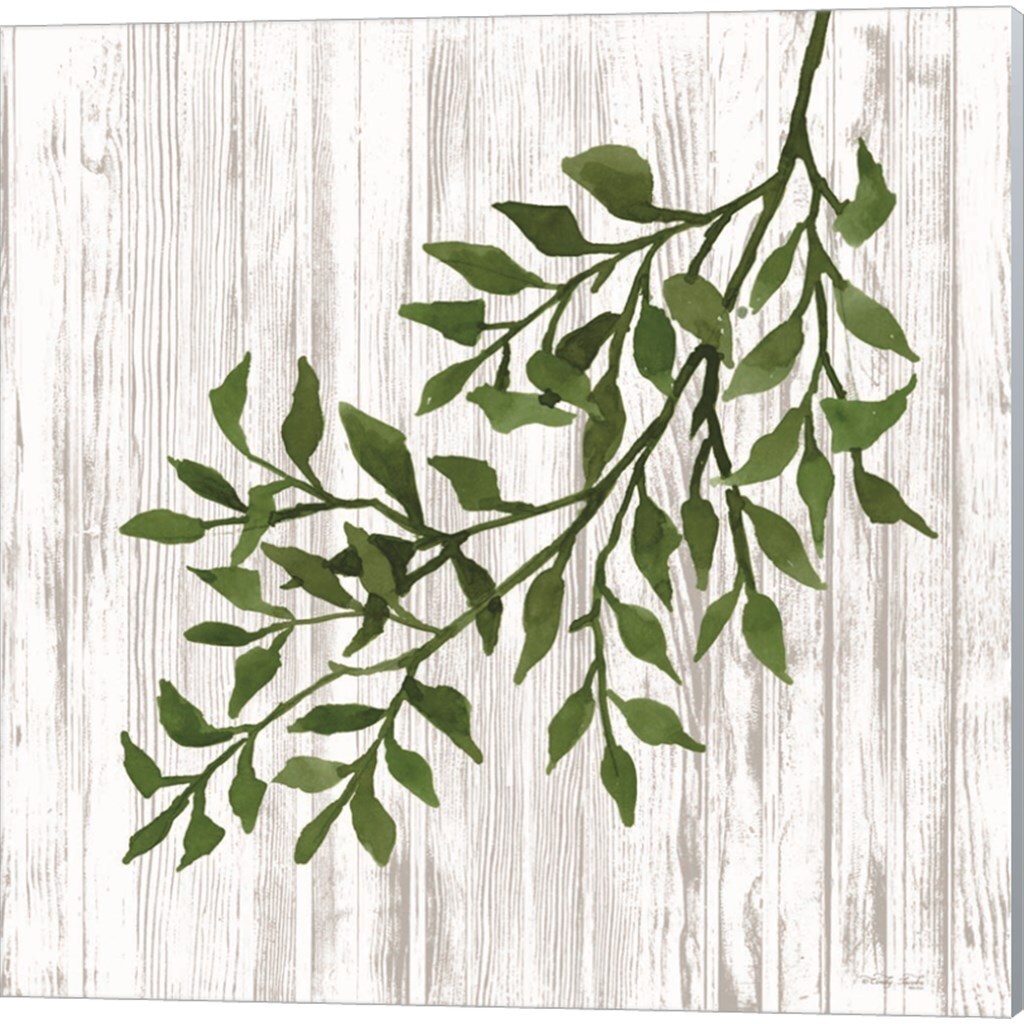 Eucalyptus & Leaves on White by Cindy Jacobs 14" x 14" Canvas Wall Art (Set of 2)