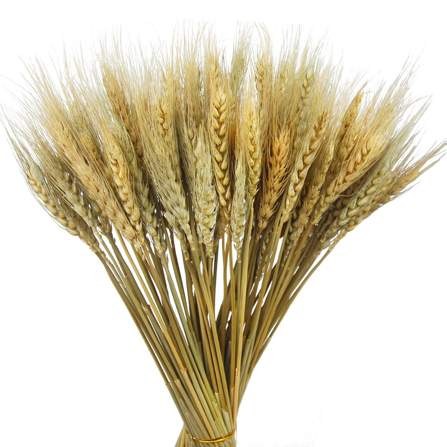 100 pieces of dried wheat stalks, bundle grass, natural dried wheat sheaves stems Dried Flowers Arrangement Bouquet for Wedding Party Table Centrepiece Fall Harvest Wreath: Boho Decor Farmhouse DIY