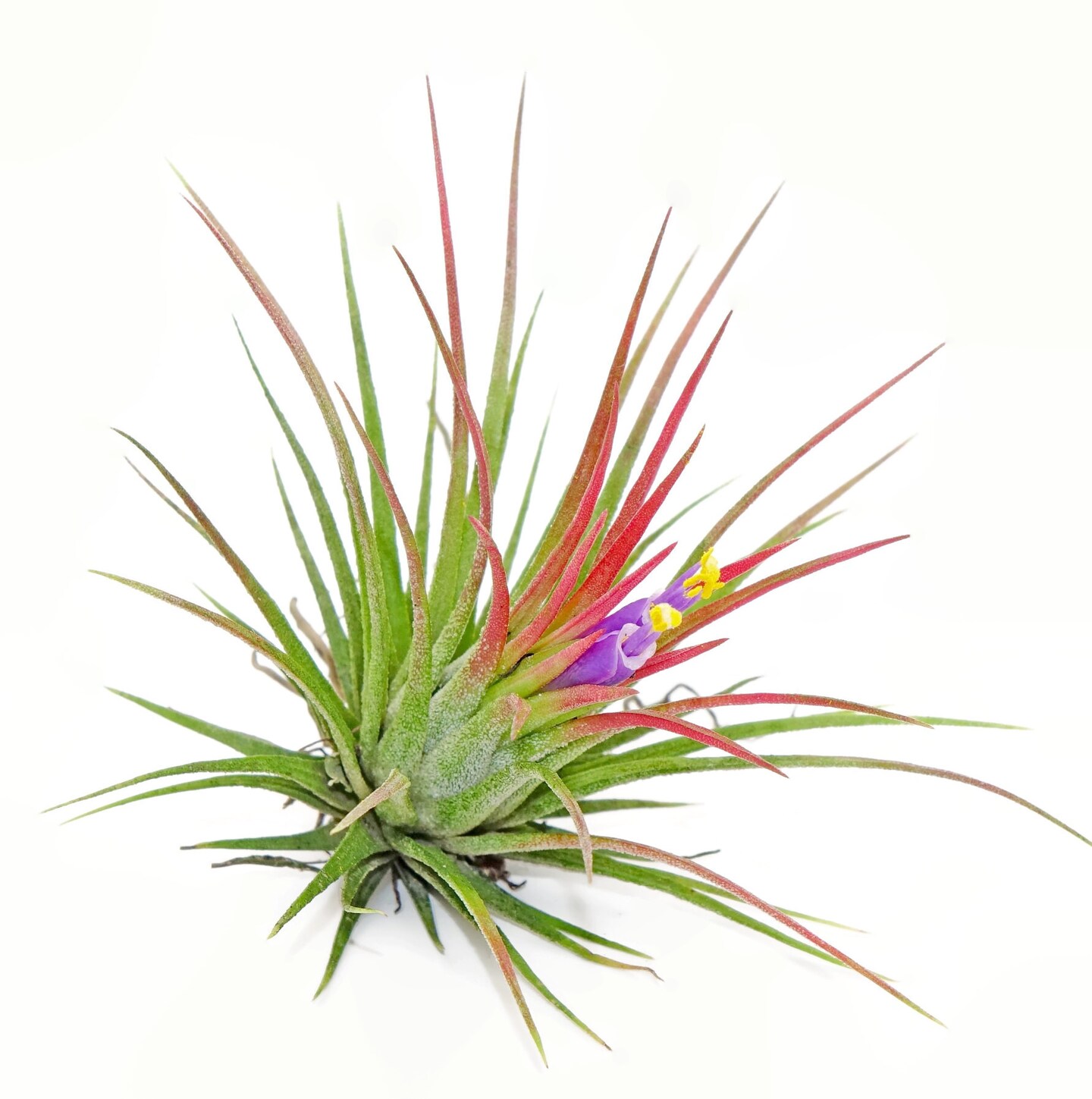 Tillandsia Ionantha Rubra, Beautiful easy to care Air plants