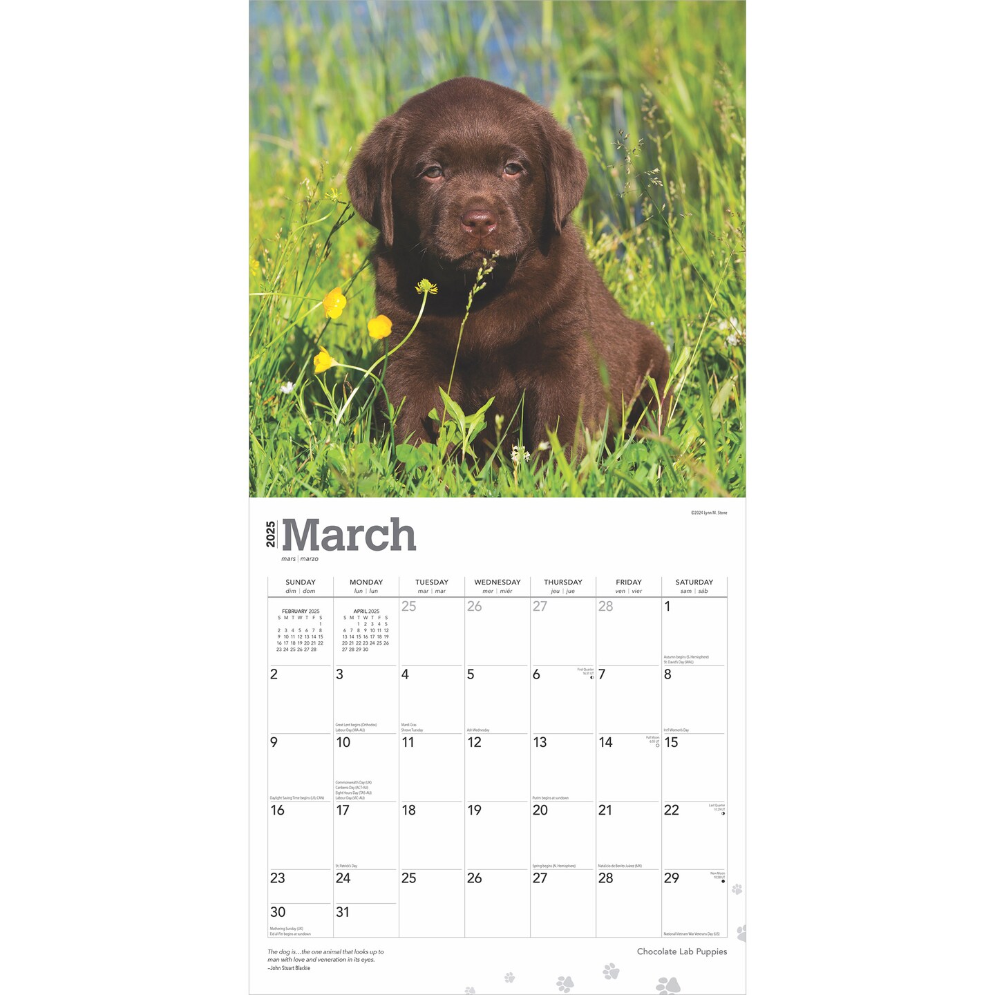 Chocolate Labrador Retriever Puppies | 2025 12 x 24 Inch Monthly Square Wall Calendar | Plastic-Free | BrownTrout | Animals Dog Breeds Puppy