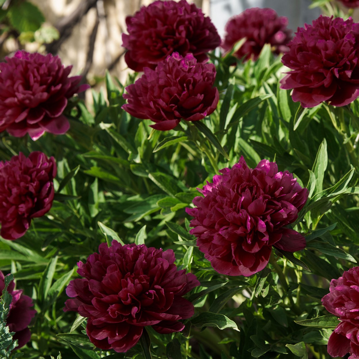 Black Raspberry Peonies - Dark Red Peony Flowers - 3 Bare Roots - Spring Garden Perennial - Attracts Butterflies Bees